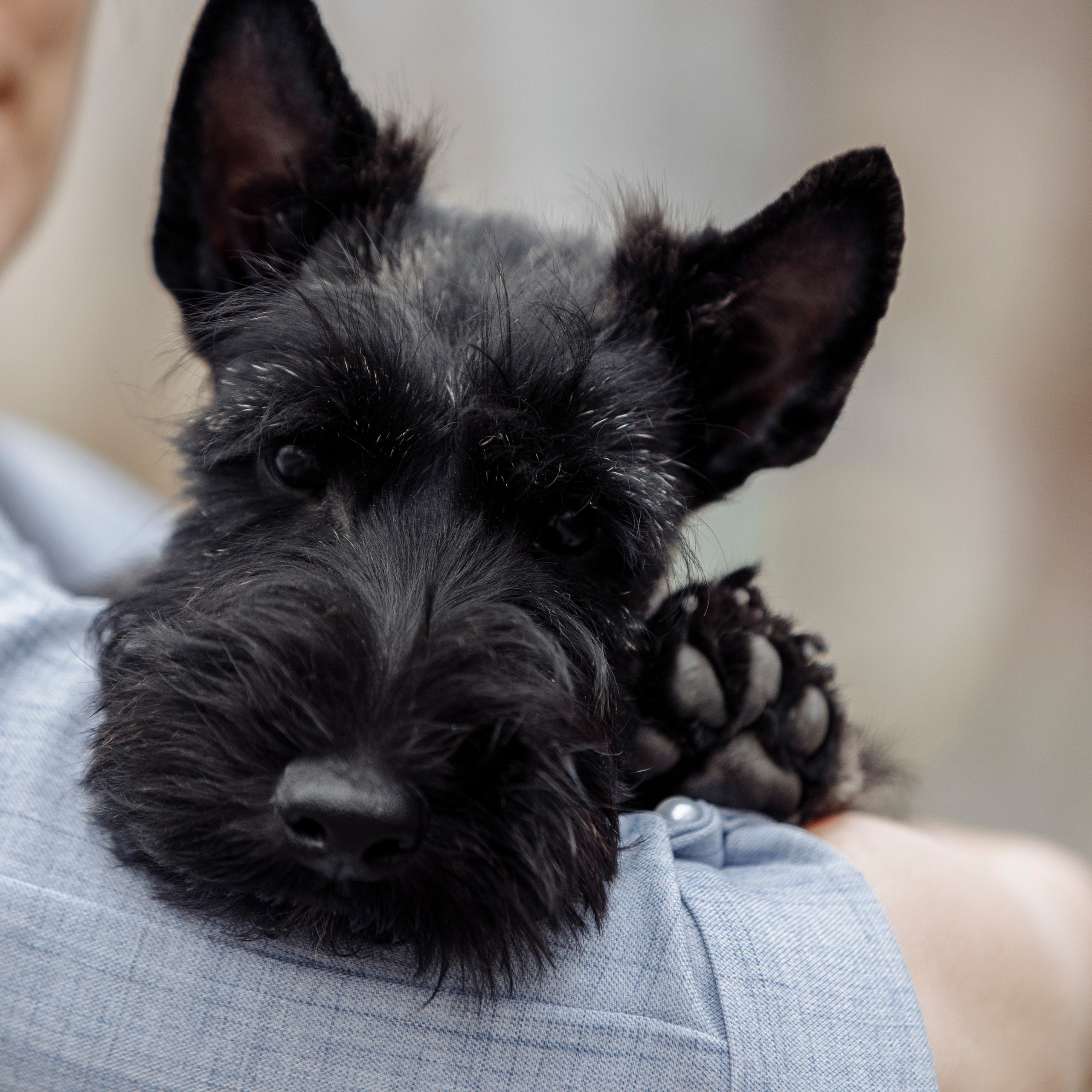 Клиентам. Фотограф-анималист Саша Вязьмина