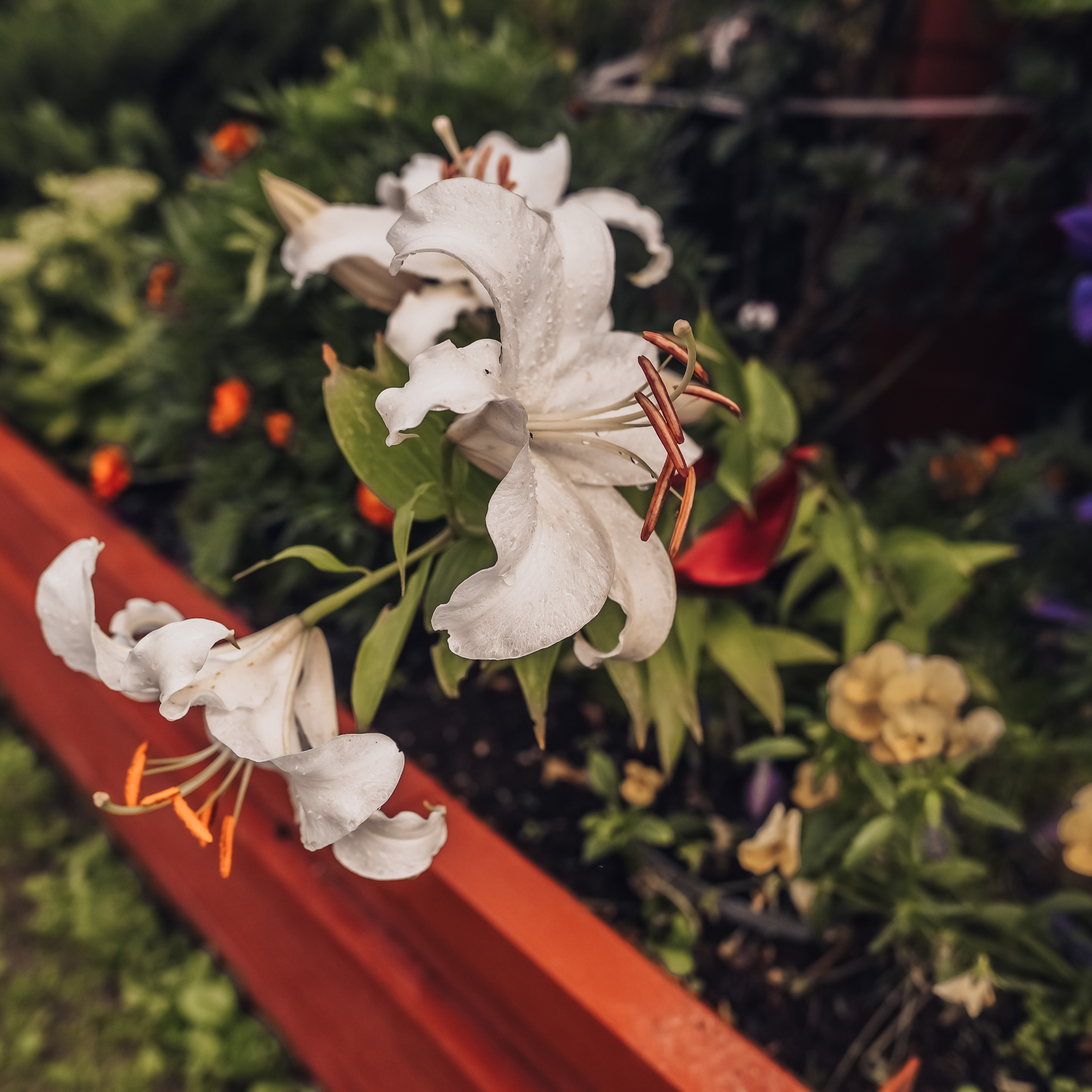 Отзывы. Детский и семейный фотограф выпускной альбом Приморско-Ахтарск