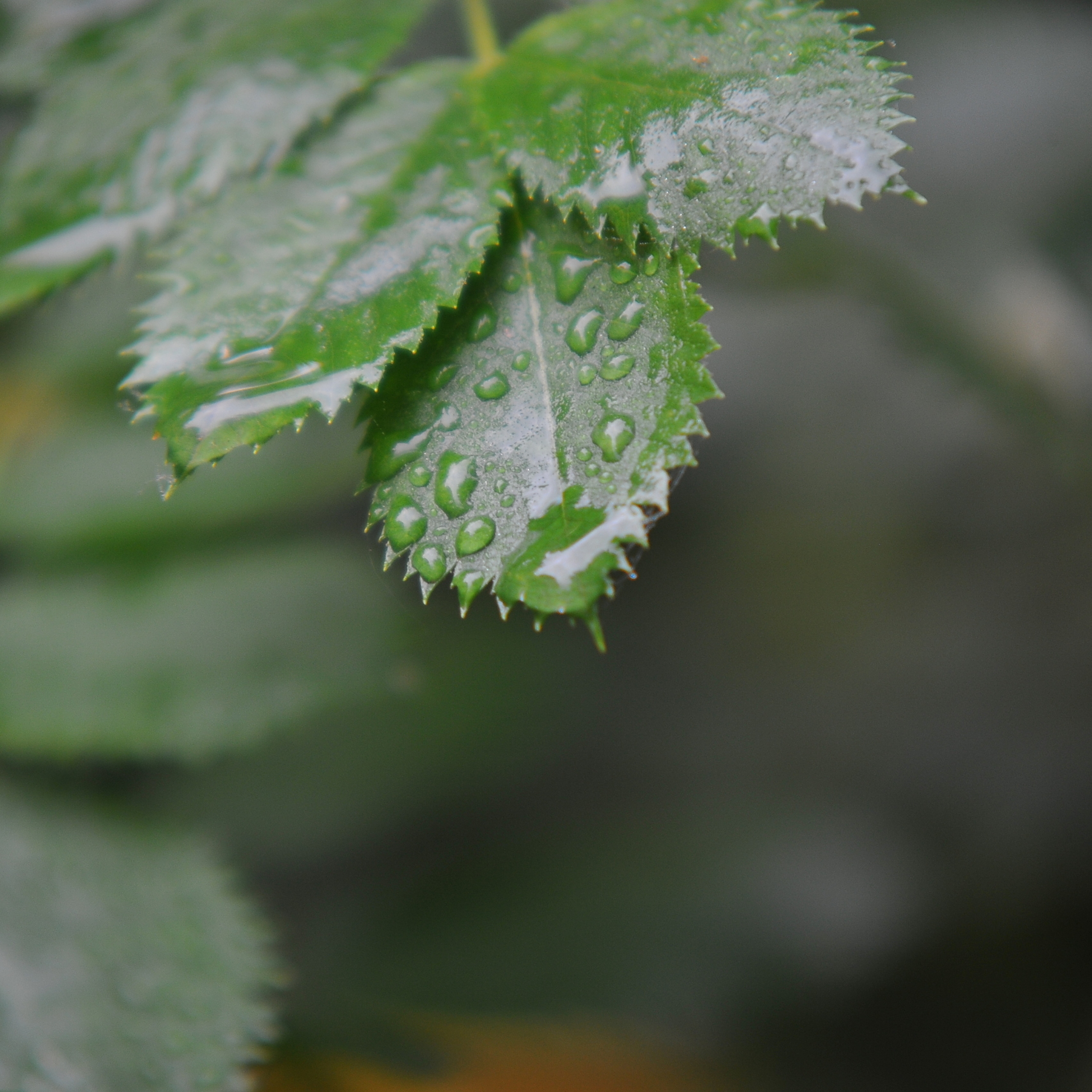 Природа. На заставку