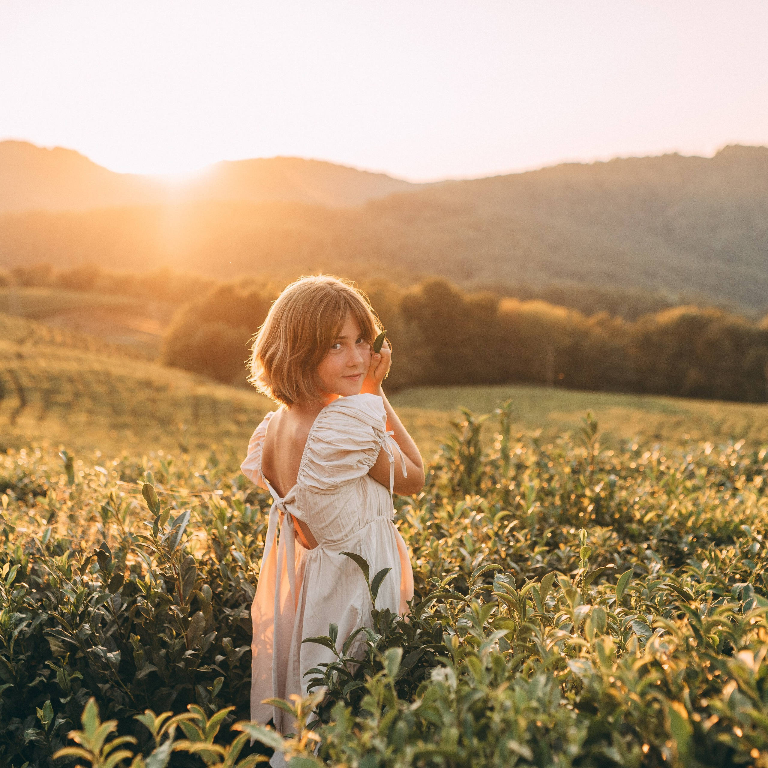Мацеста. Чайные плантации.
