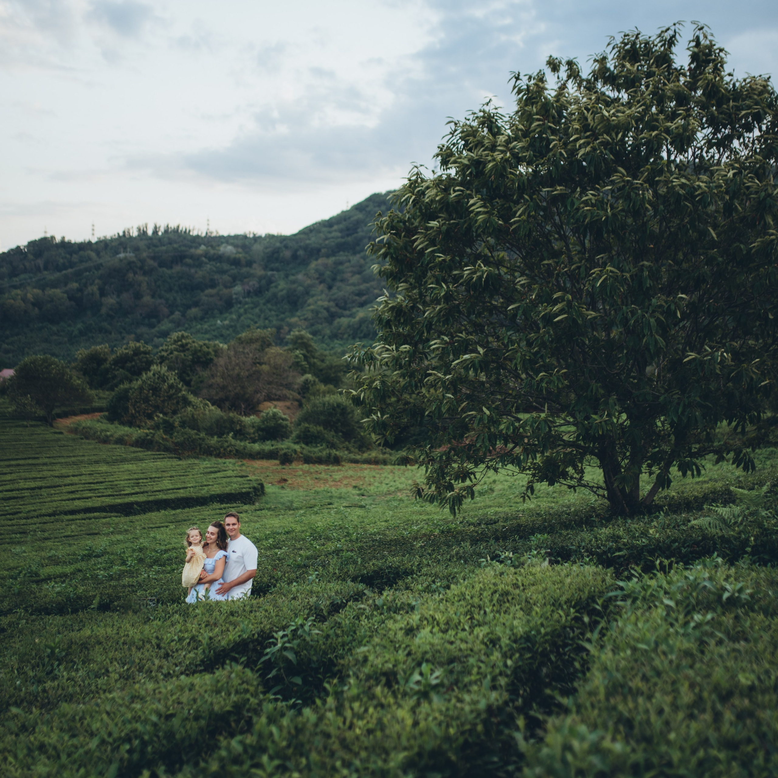 Чайные плантации Головинка, Большой Кичмай