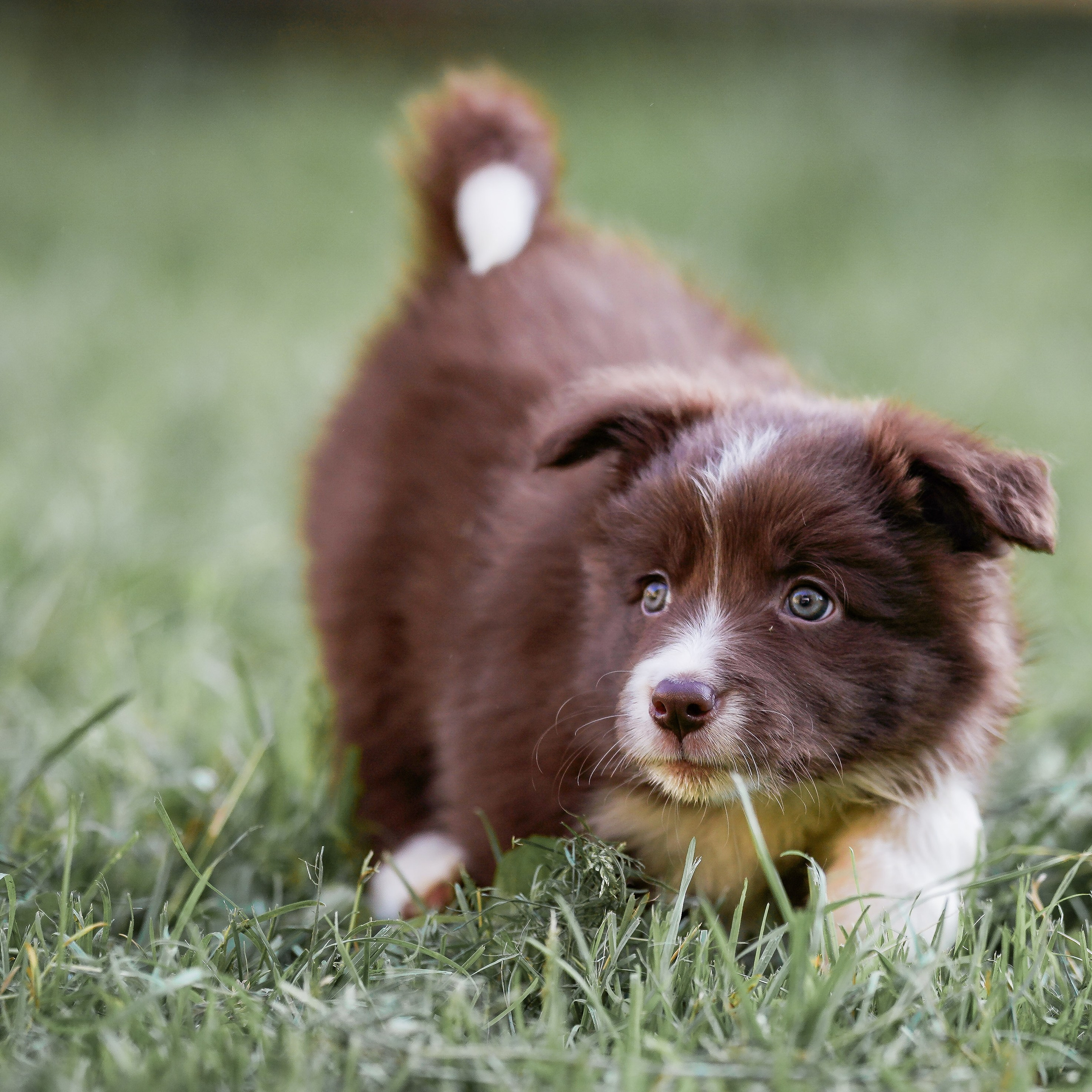 Фритсвит. Семейный фотограф Ефремова Виктория