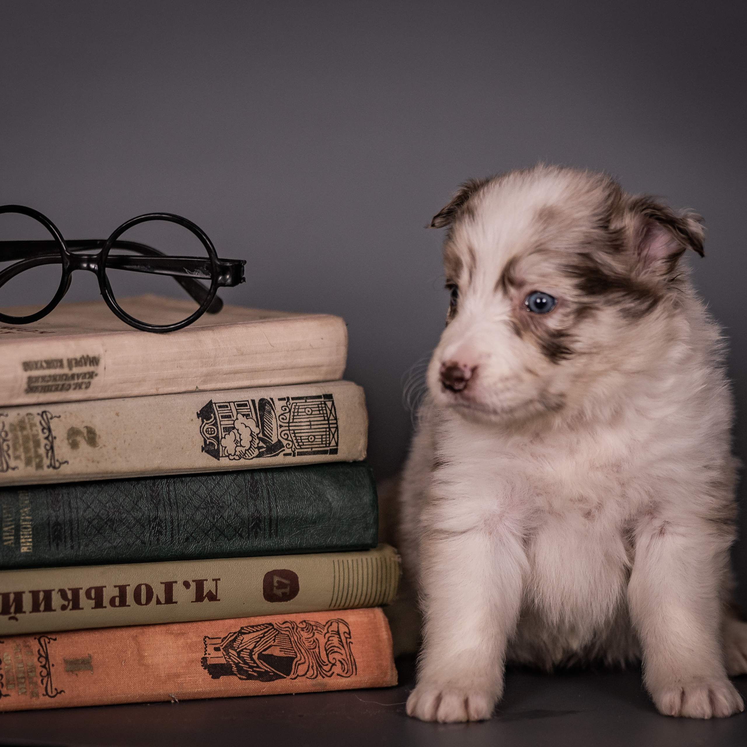 Фритсвит. Семейный фотограф Ефремова Виктория