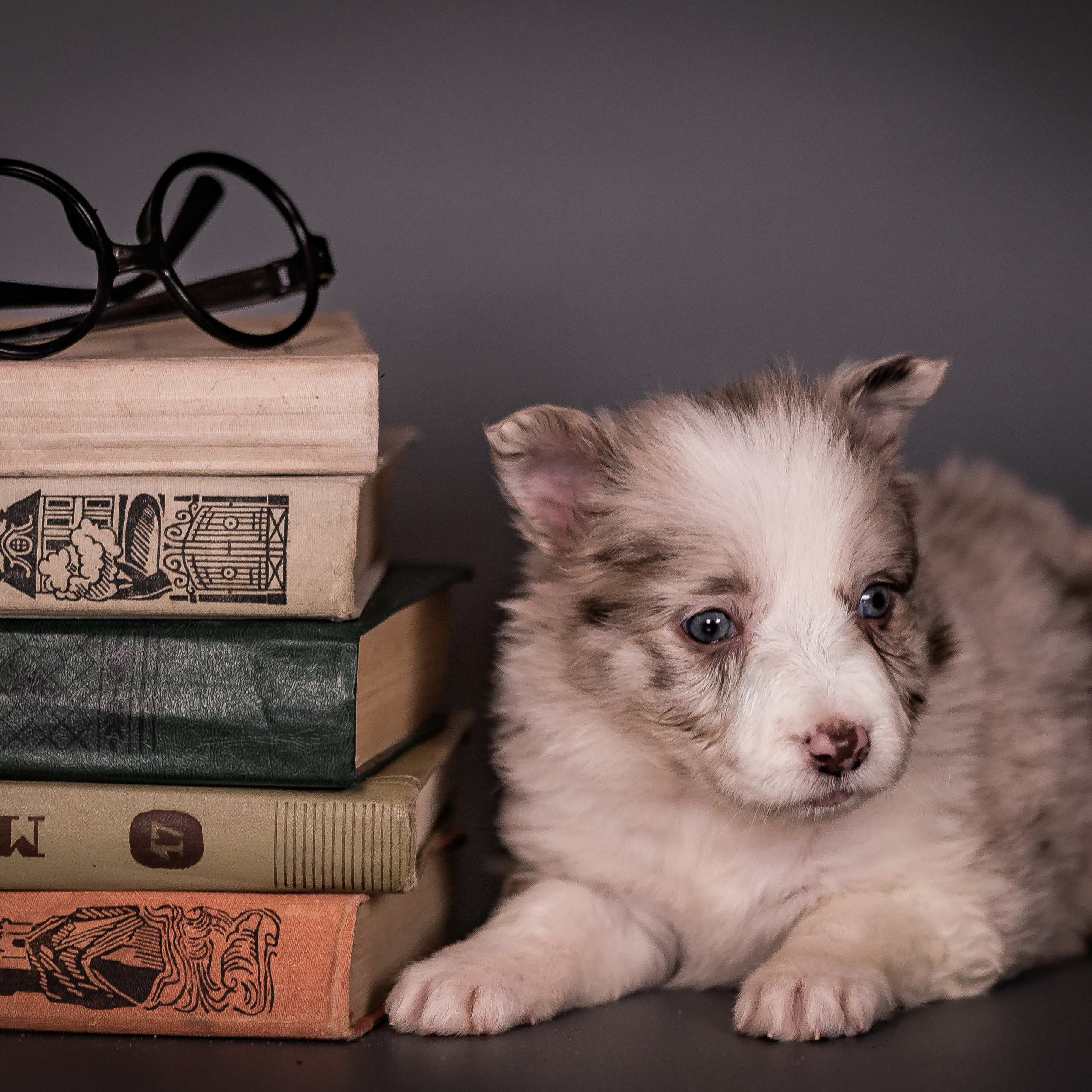 Фритсвит. Семейный фотограф Ефремова Виктория