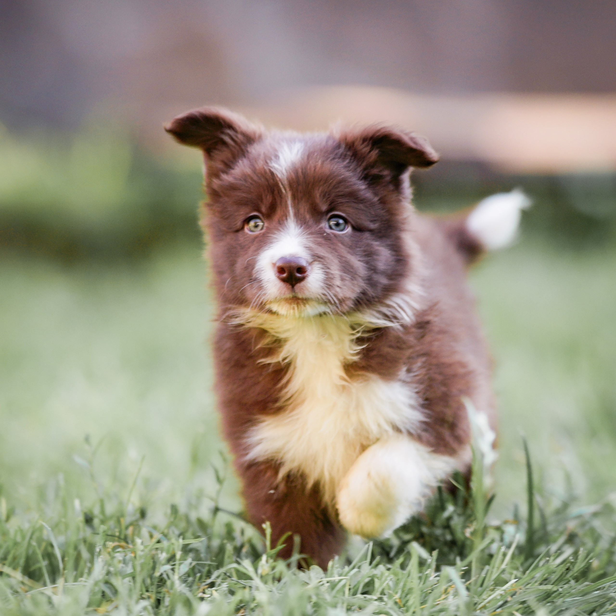 Фритсвит. Семейный фотограф Ефремова Виктория