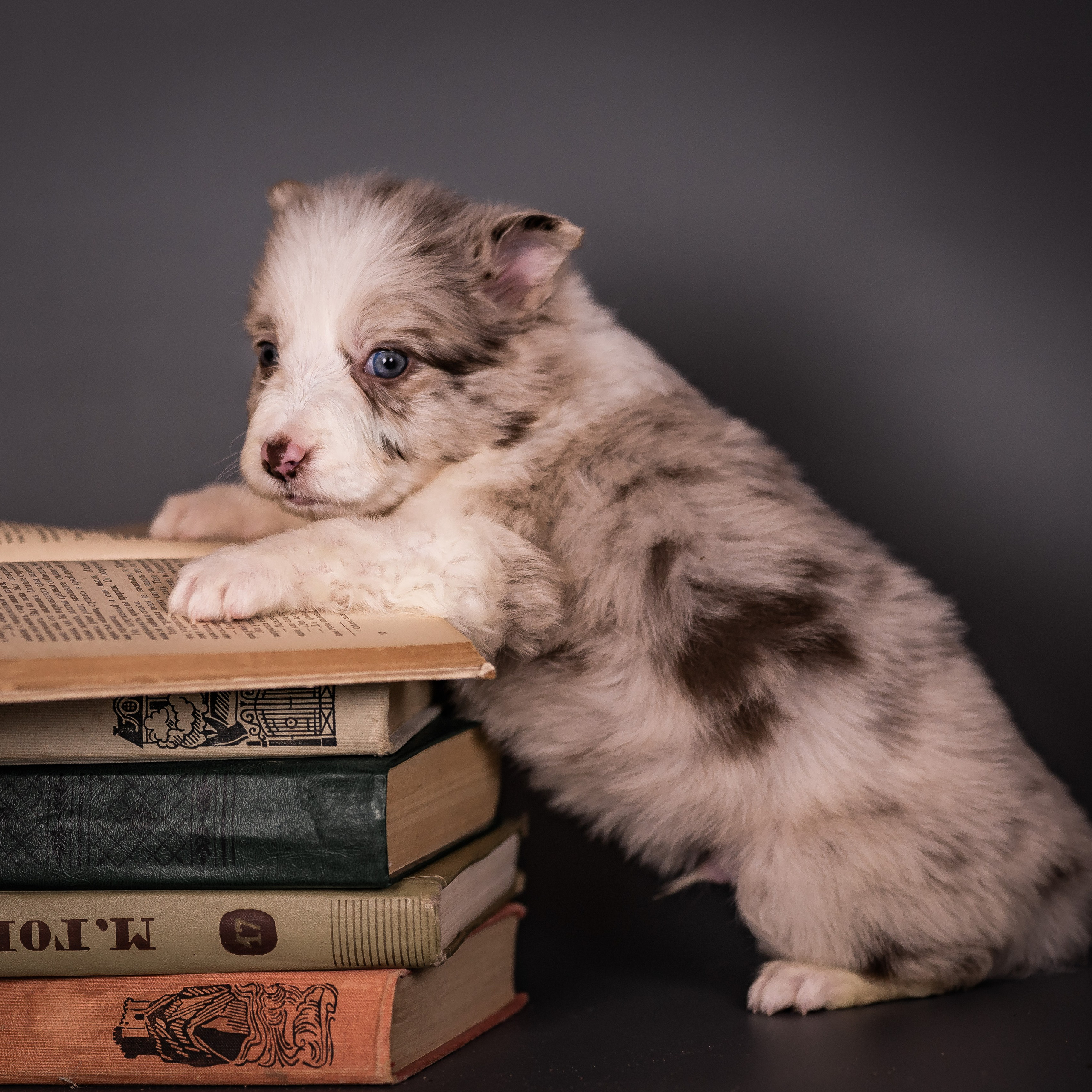 Фритсвит. Семейный фотограф Ефремова Виктория