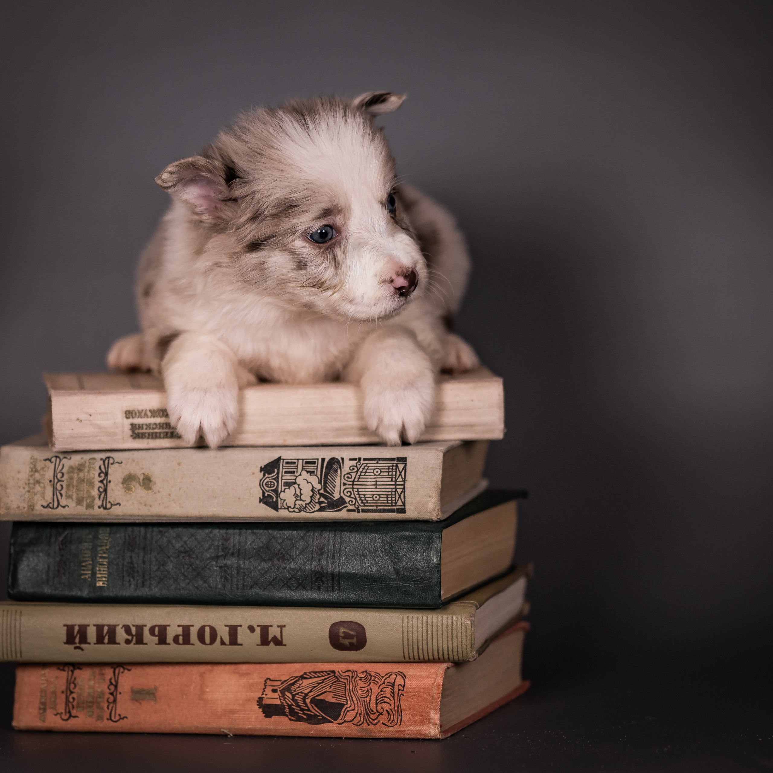 Фритсвит. Семейный фотограф Ефремова Виктория