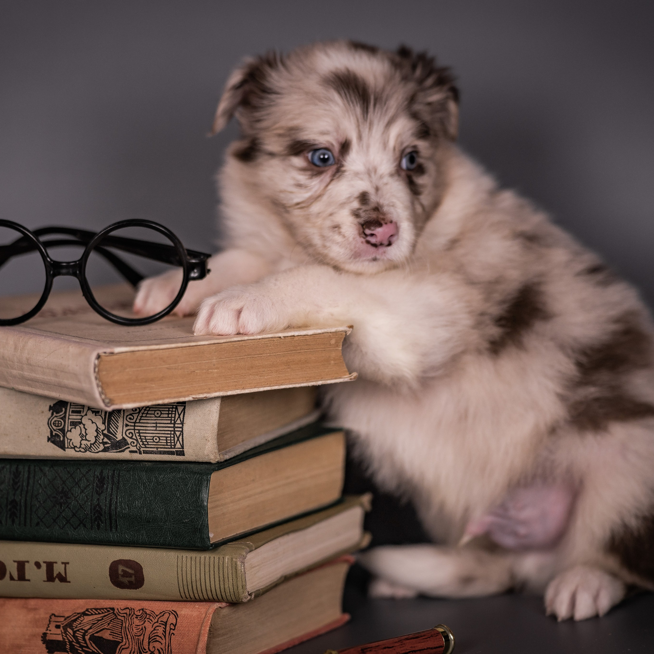 Фритсвит. Семейный фотограф Ефремова Виктория