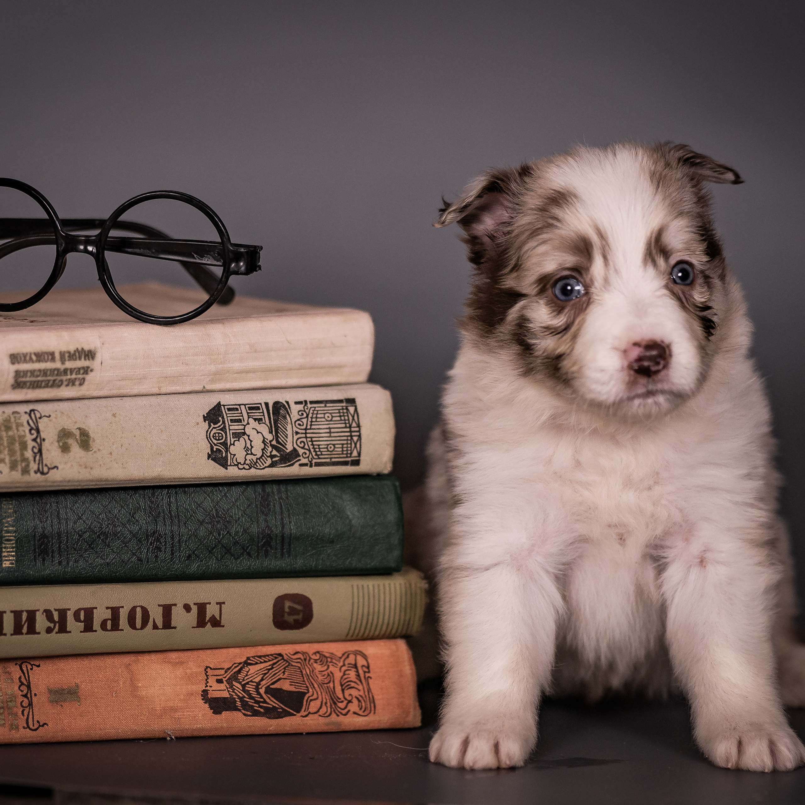 Фритсвит. Семейный фотограф Ефремова Виктория