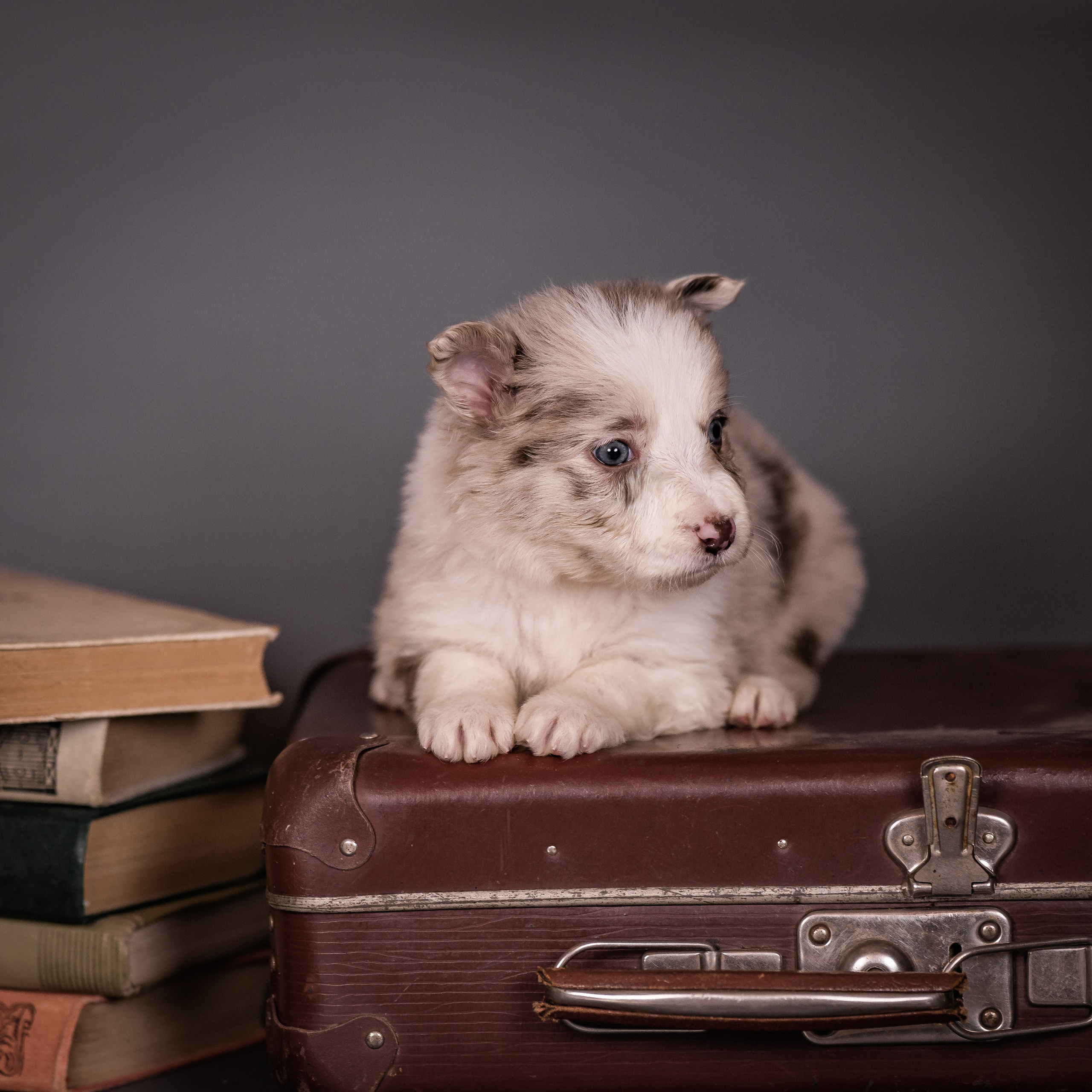 Фритсвит. Семейный фотограф Ефремова Виктория
