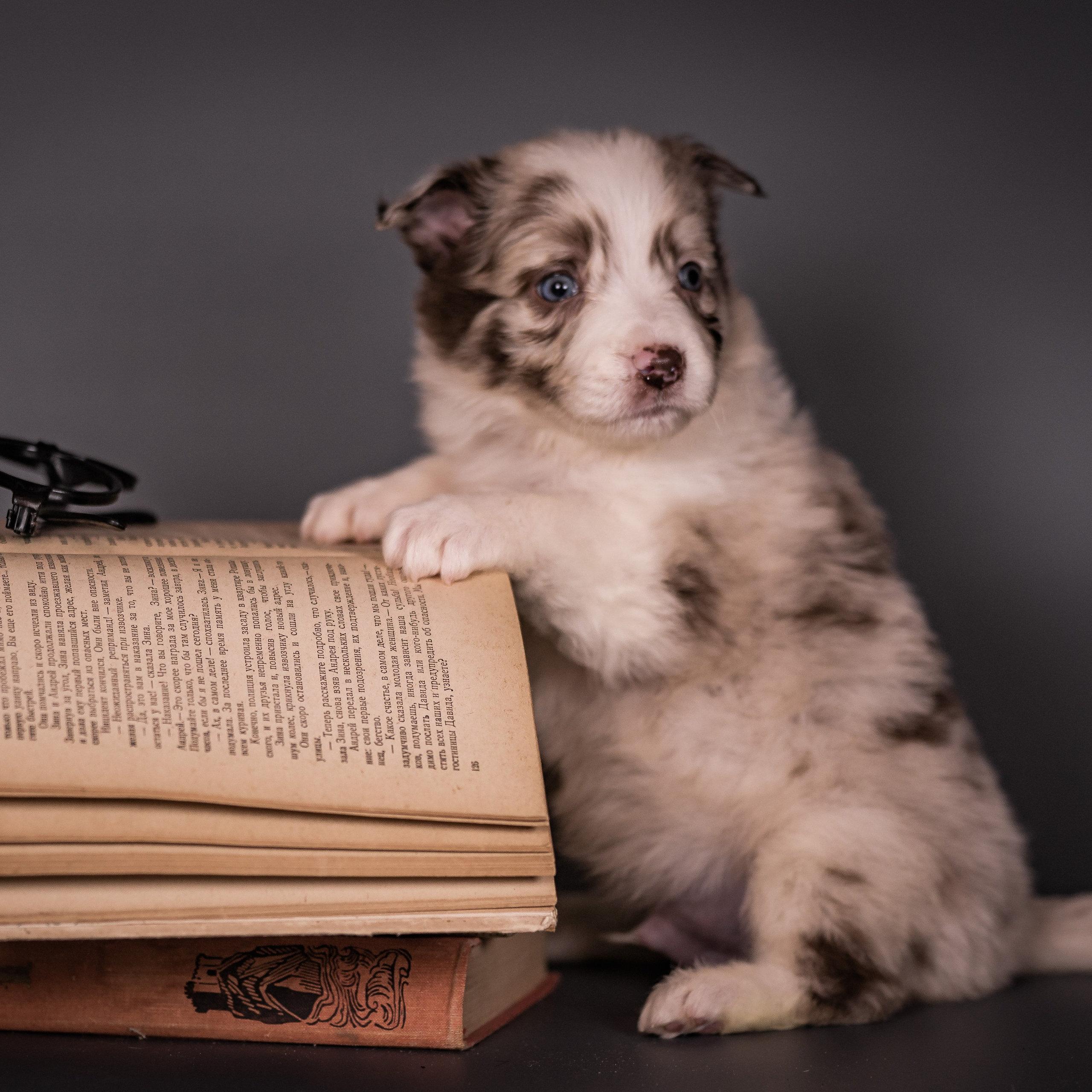 Фритсвит. Семейный фотограф Ефремова Виктория