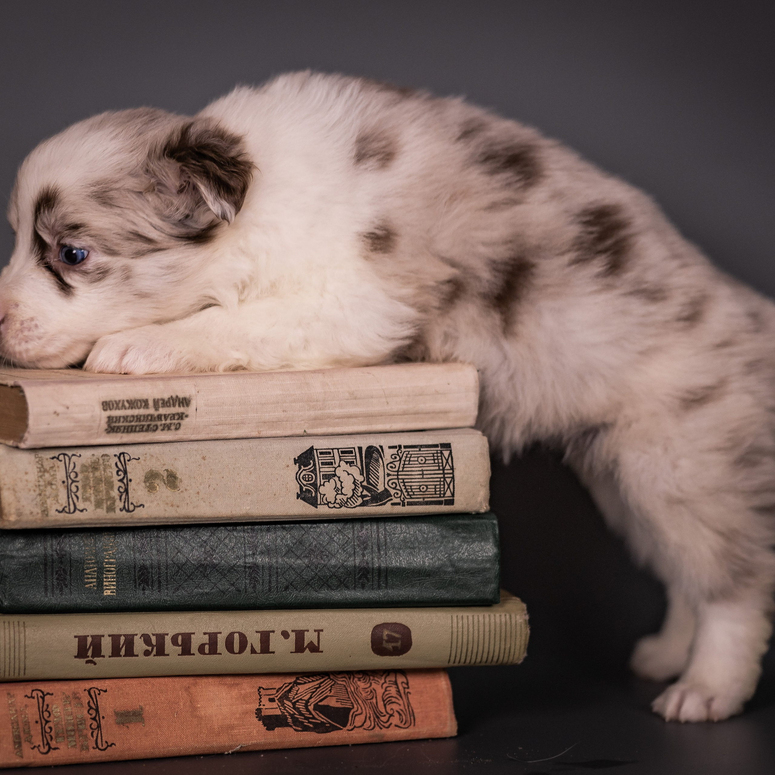 Фритсвит. Семейный фотограф Ефремова Виктория