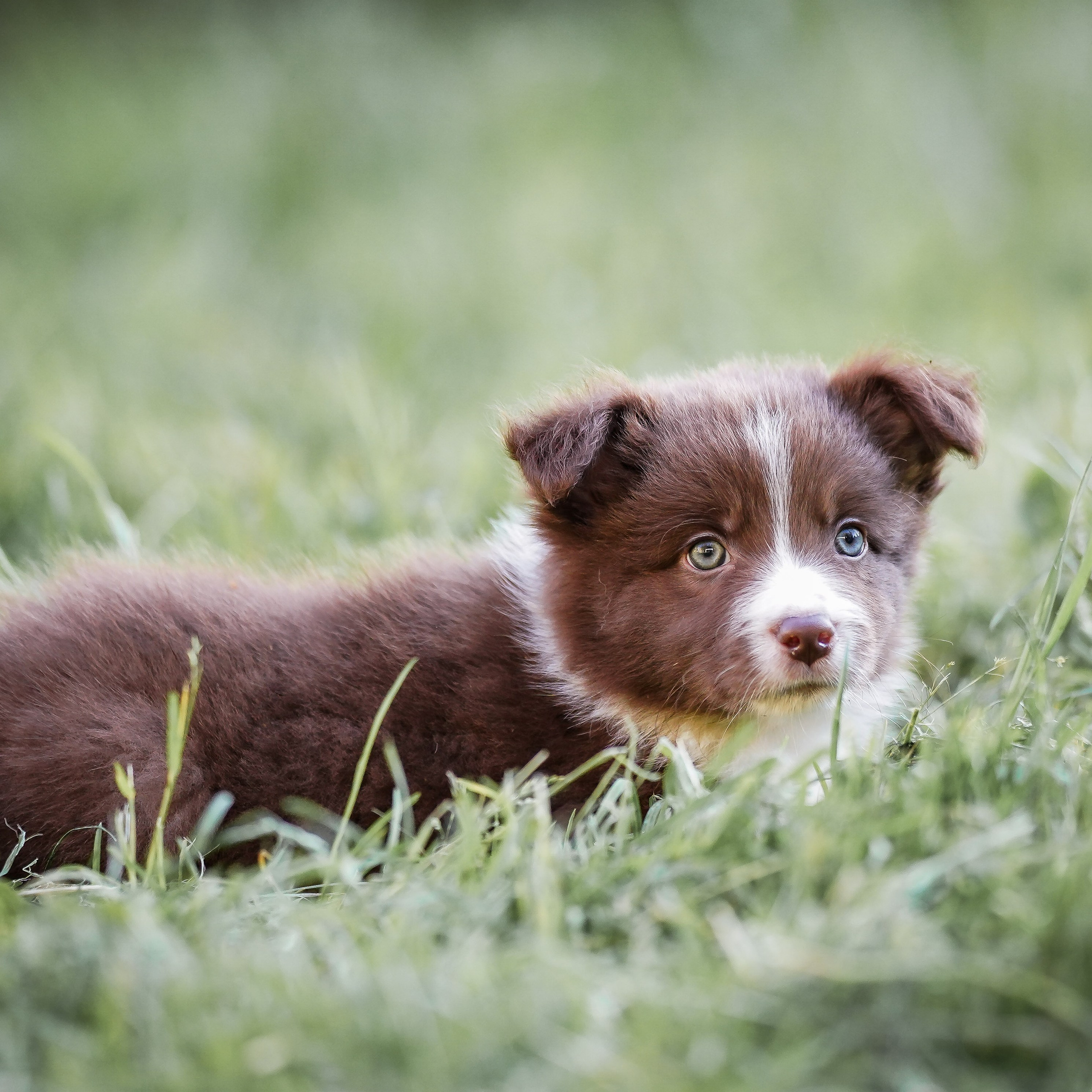Фритсвит. Семейный фотограф Ефремова Виктория