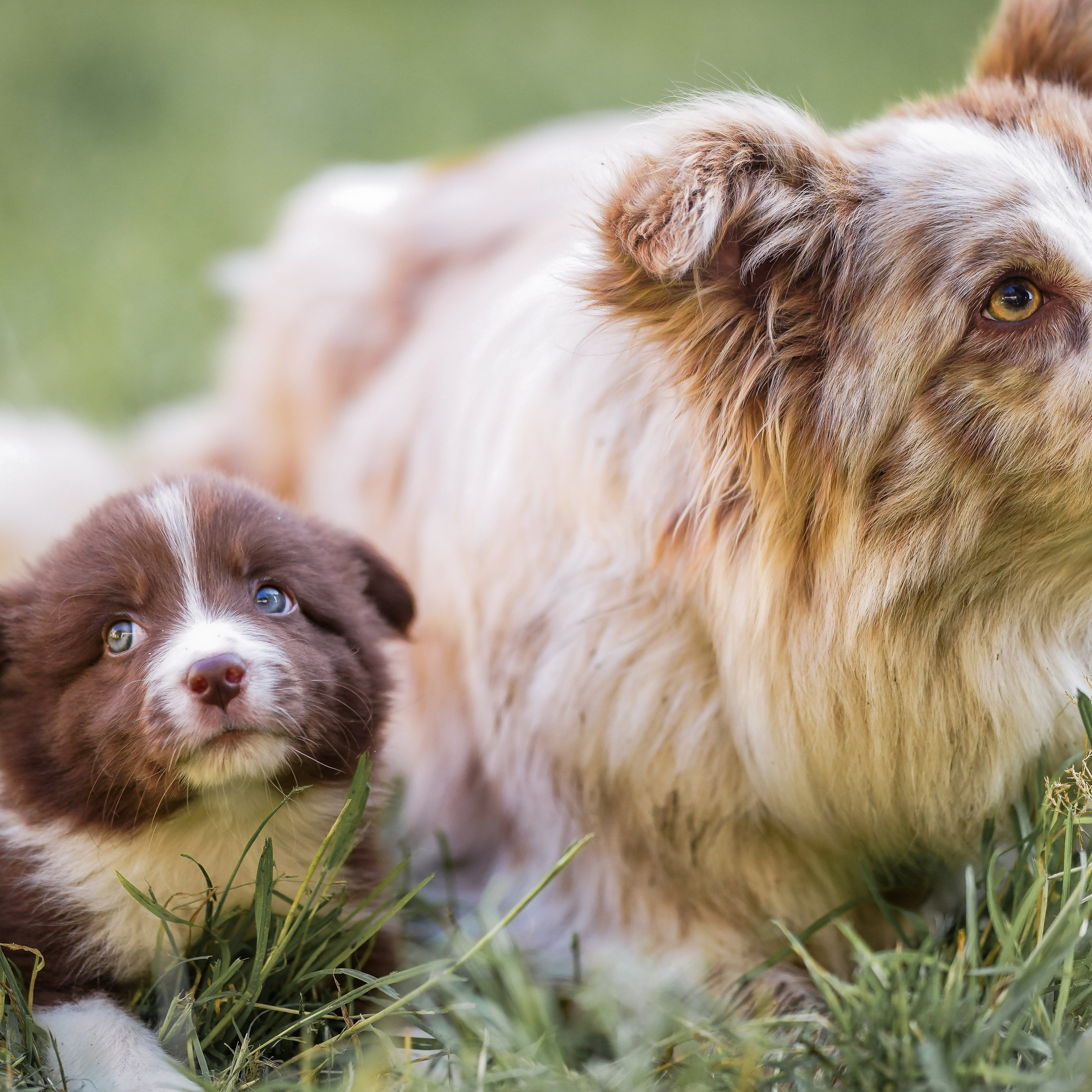 Фритсвит. Семейный фотограф Ефремова Виктория