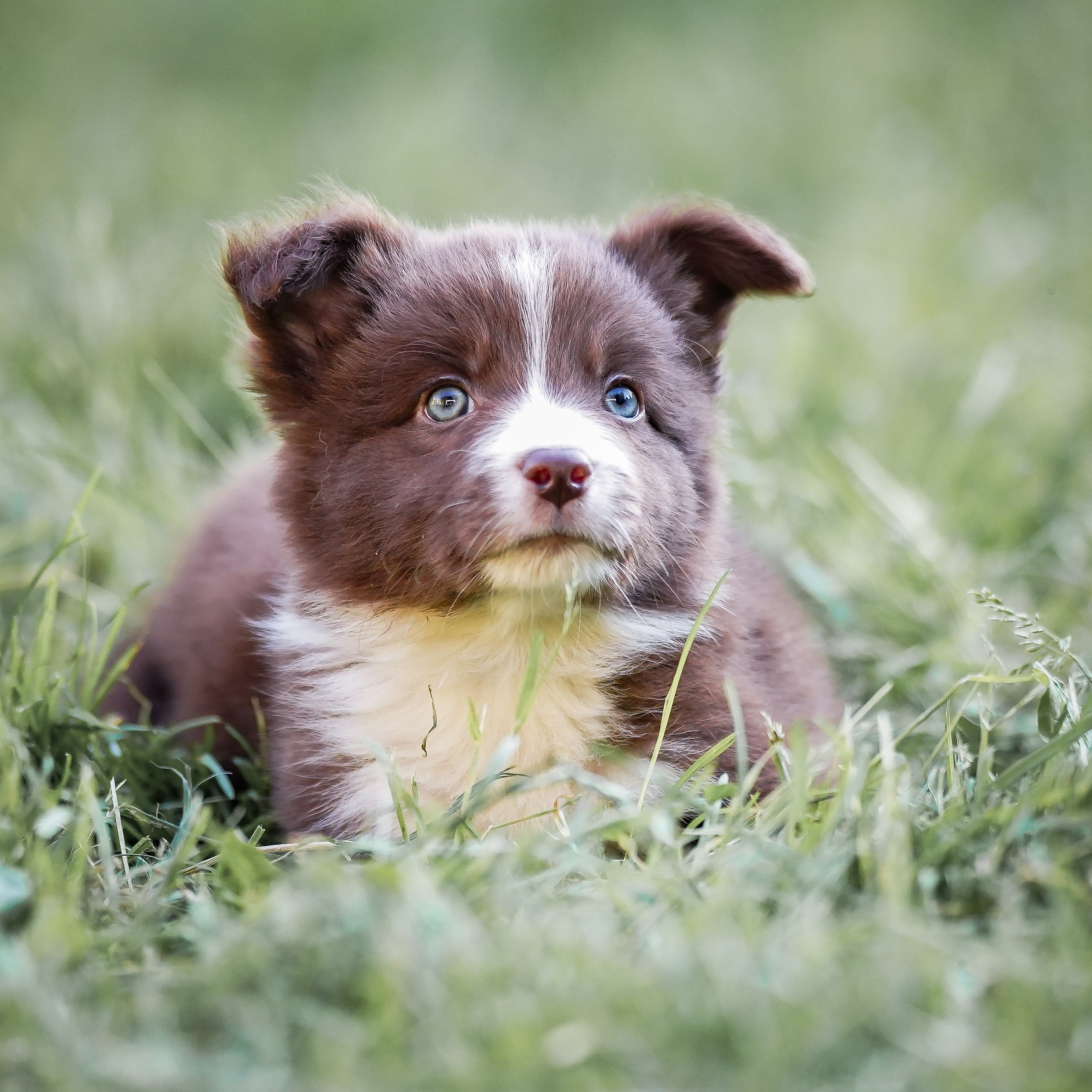Фритсвит. Семейный фотограф Ефремова Виктория