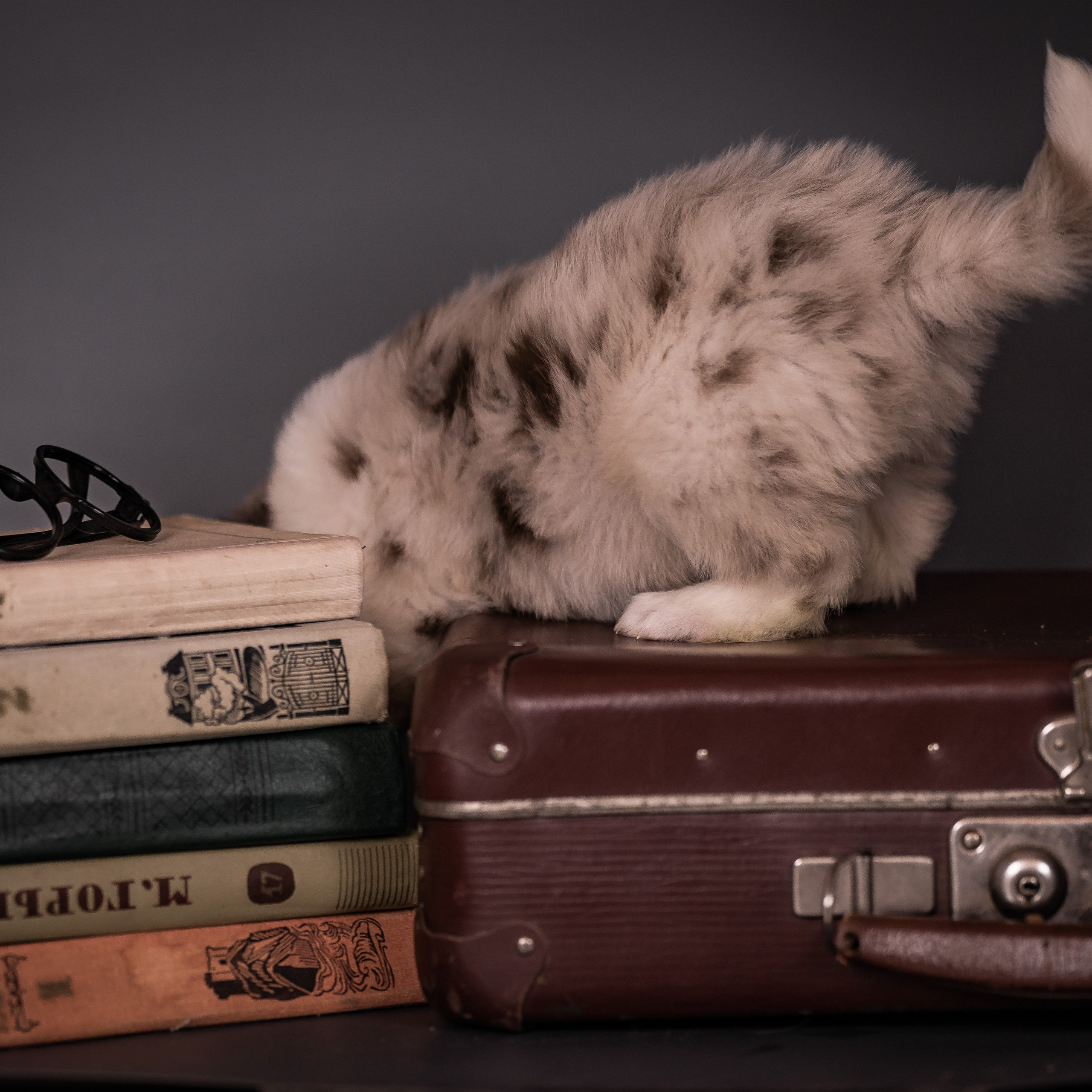 Фритсвит. Семейный фотограф Ефремова Виктория