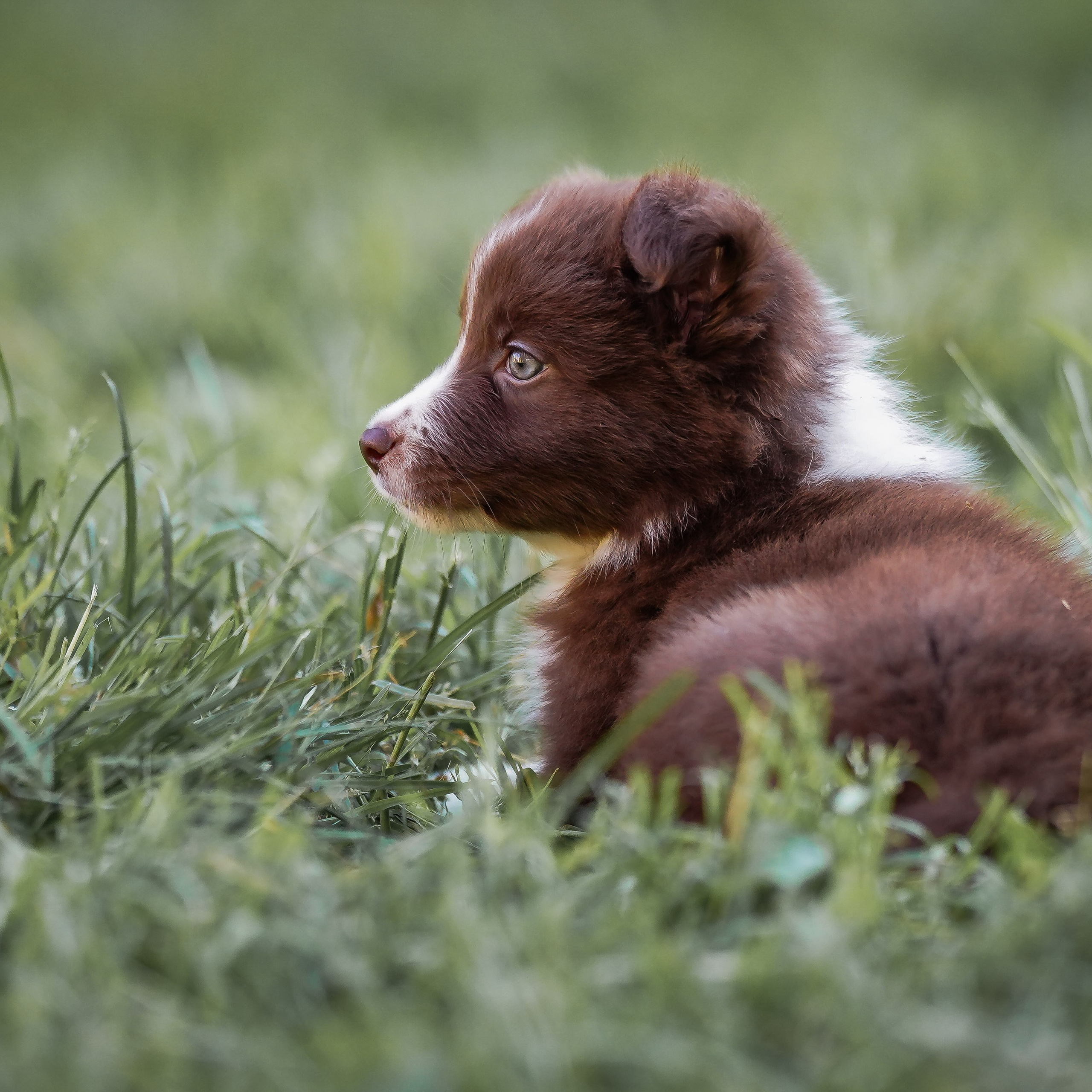Фритсвит. Семейный фотограф Ефремова Виктория