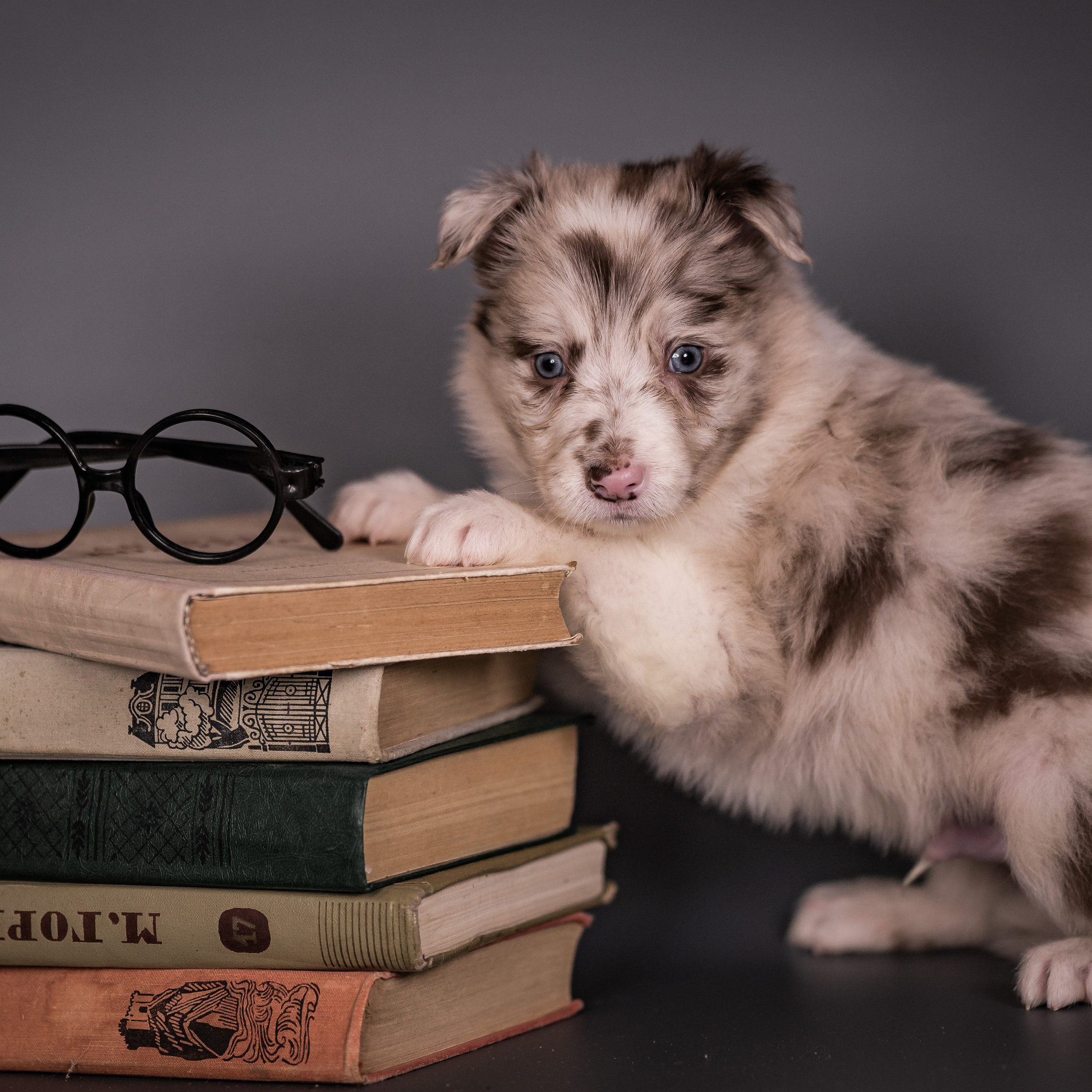 Фритсвит. Семейный фотограф Ефремова Виктория