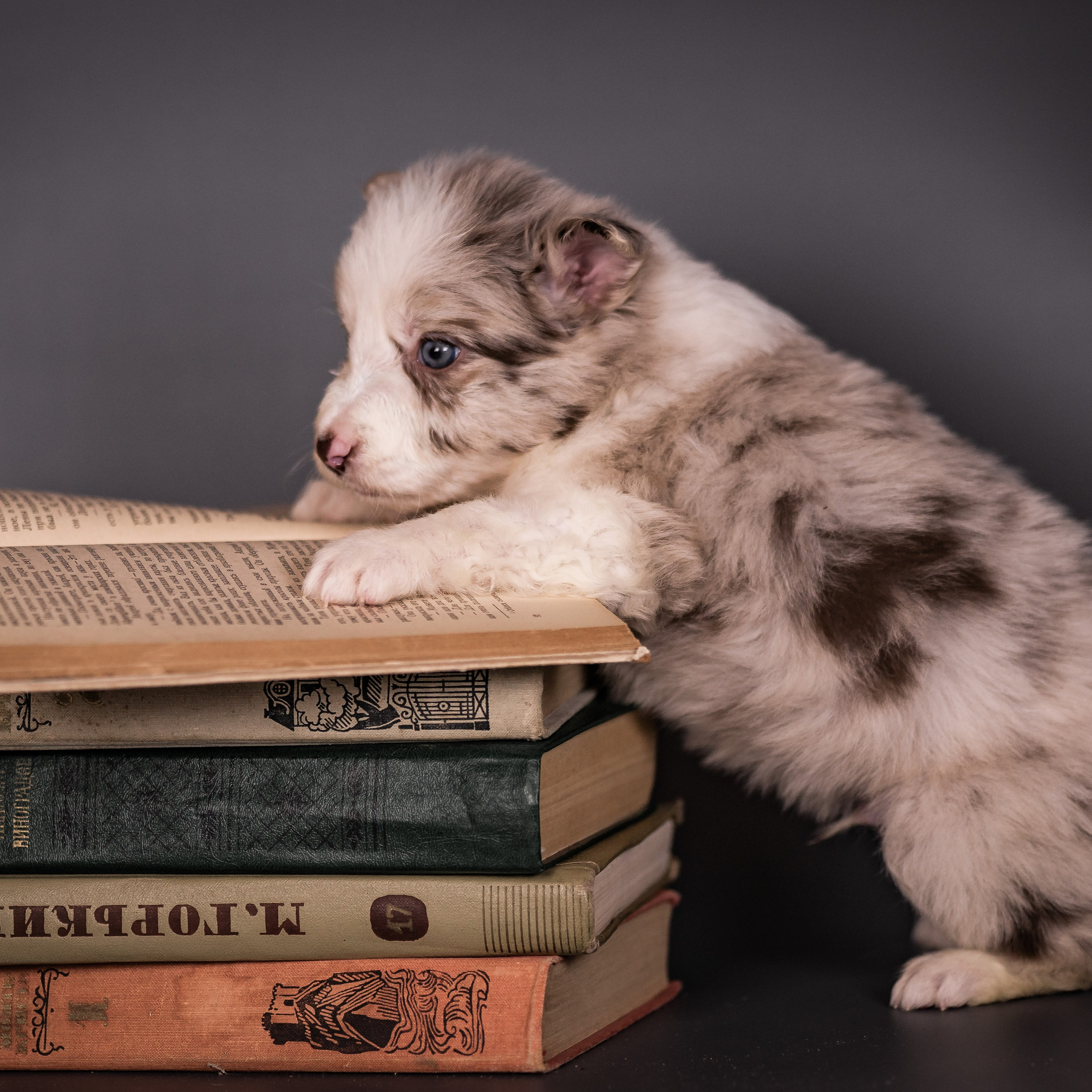 Фритсвит. Семейный фотограф Ефремова Виктория