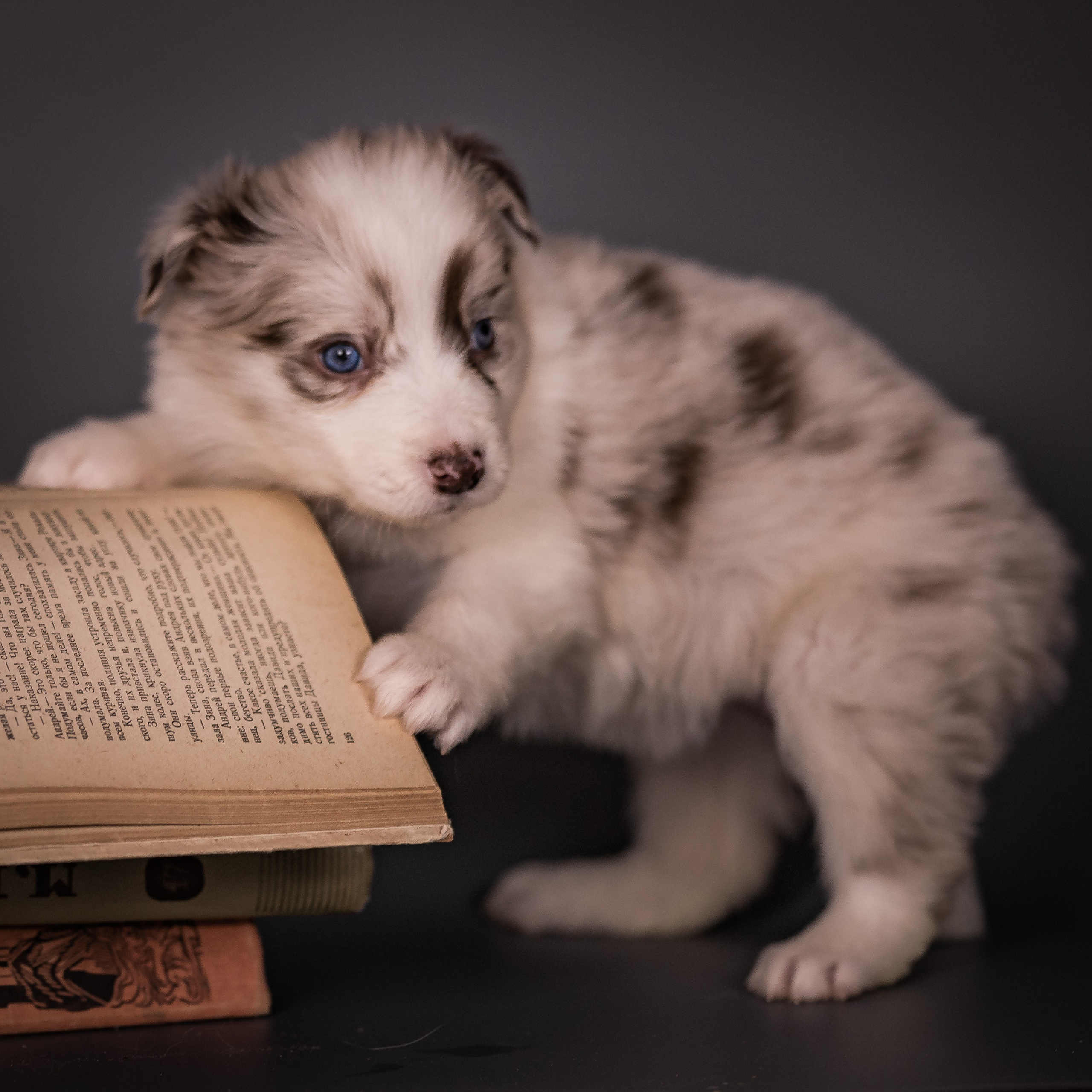 Фритсвит. Семейный фотограф Ефремова Виктория