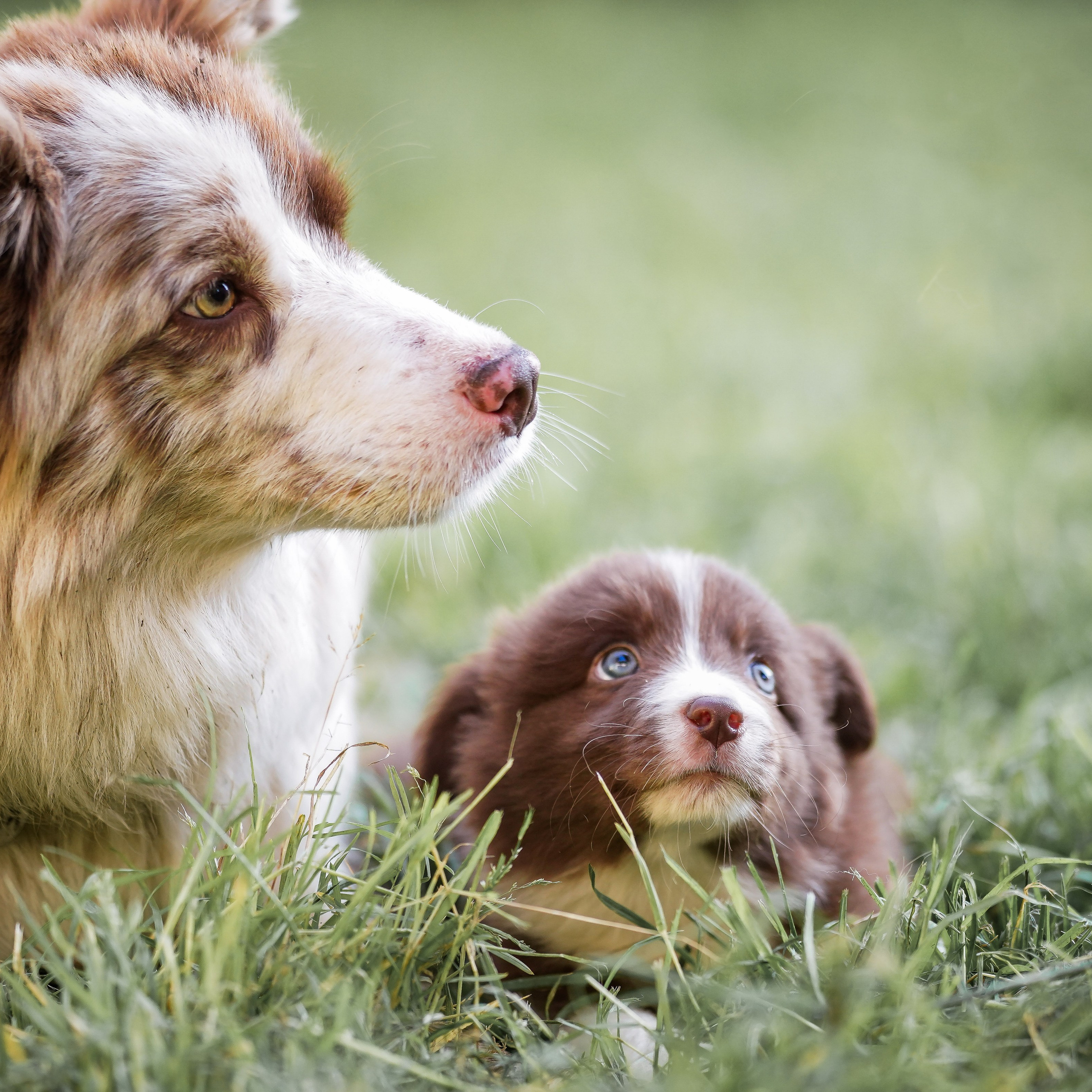 Фритсвит. Семейный фотограф Ефремова Виктория