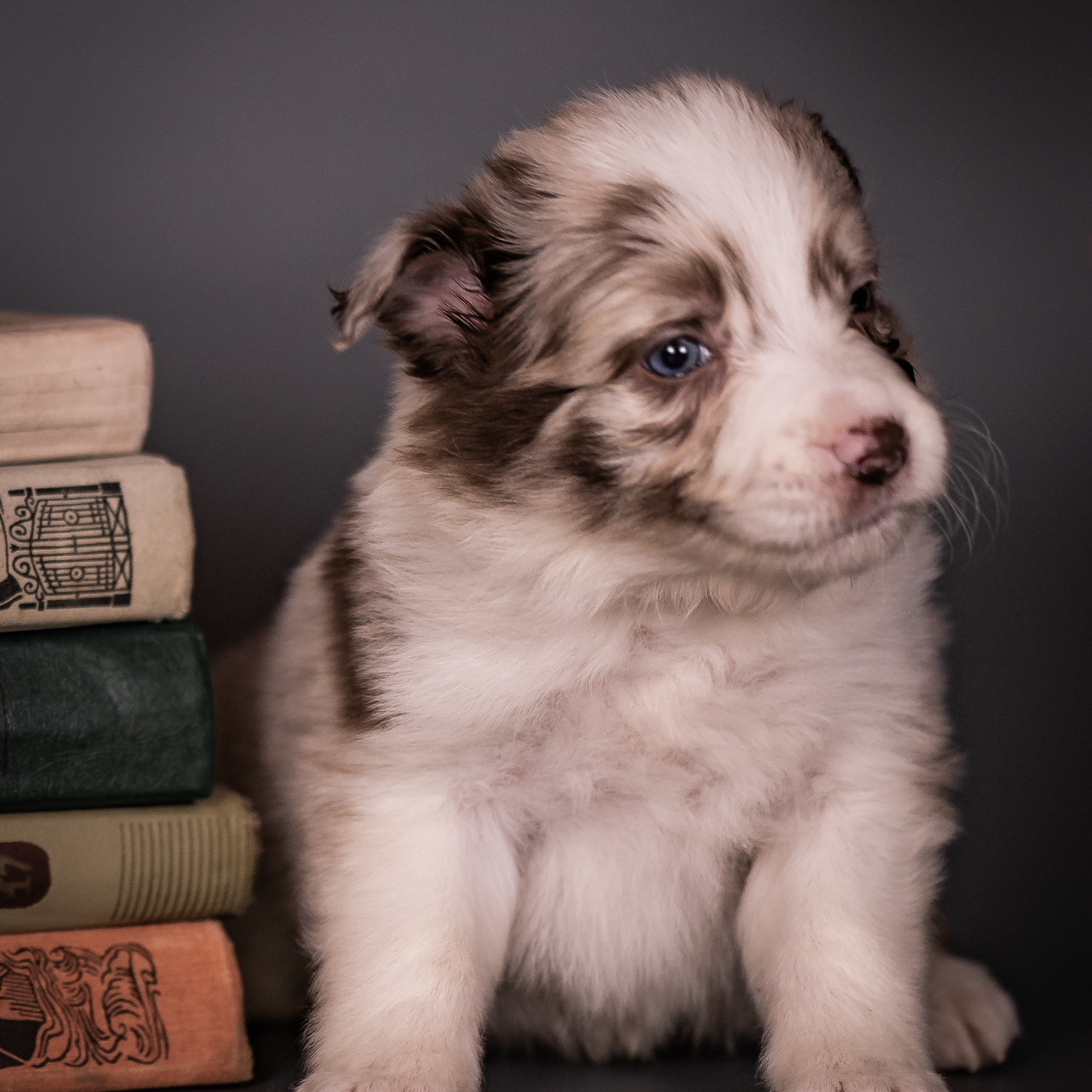 Фритсвит. Семейный фотограф Ефремова Виктория