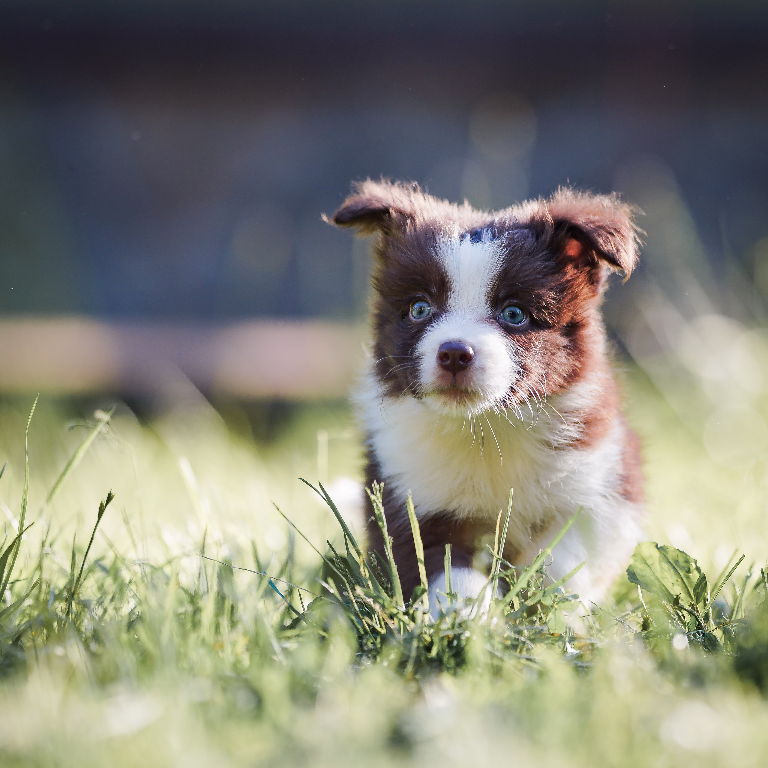 Фритсвит. Семейный фотограф Ефремова Виктория