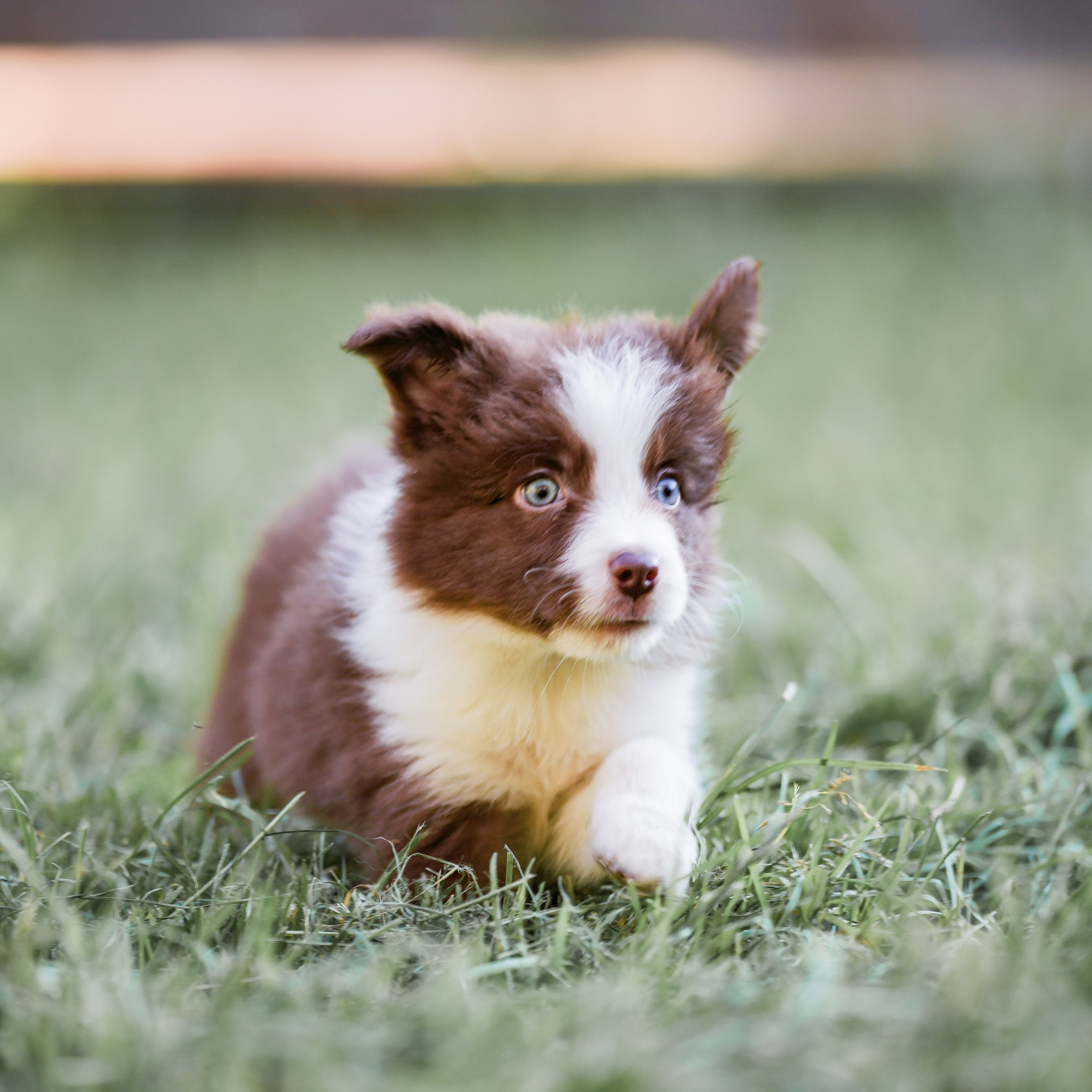 Фритсвит. Семейный фотограф Ефремова Виктория