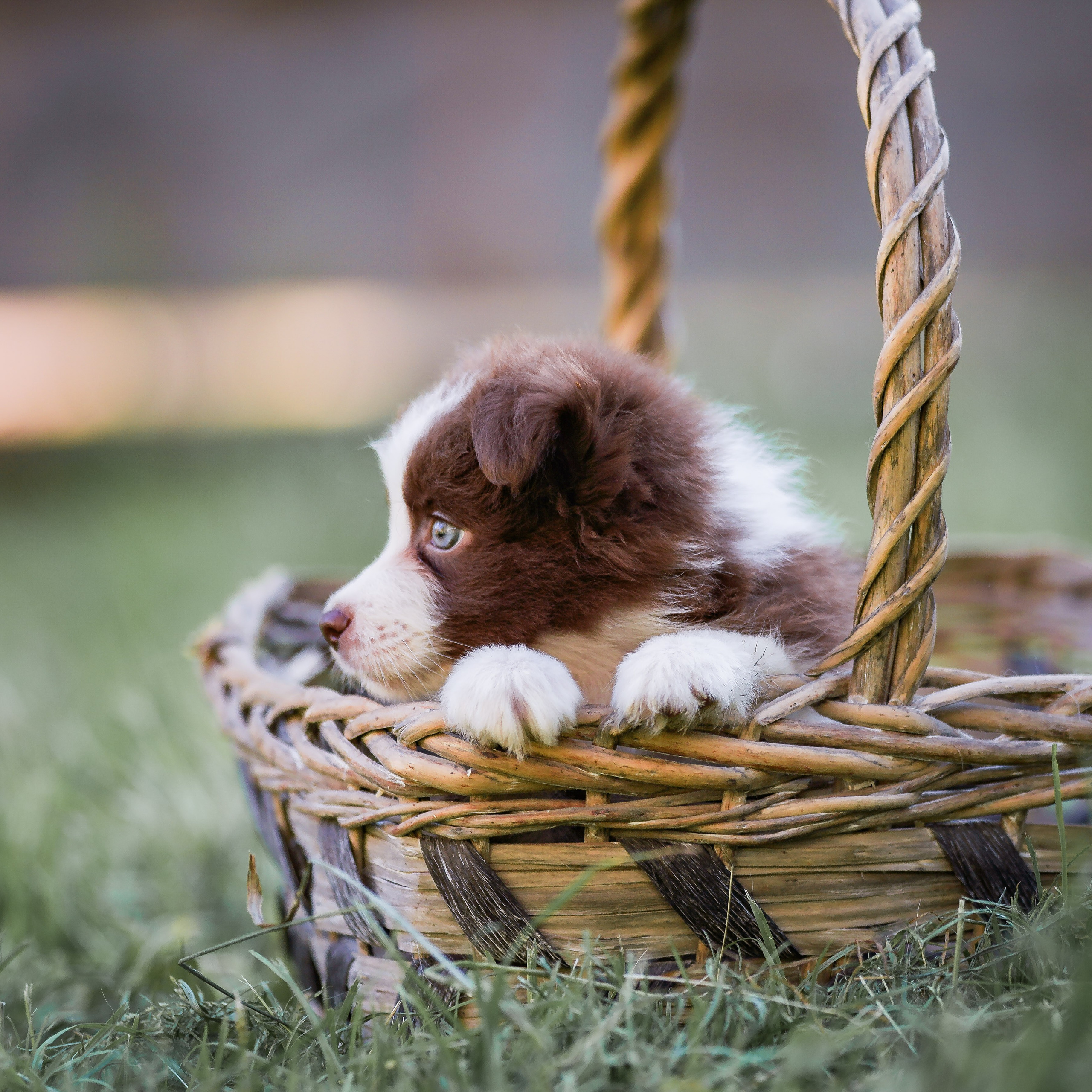 Фритсвит. Семейный фотограф Ефремова Виктория