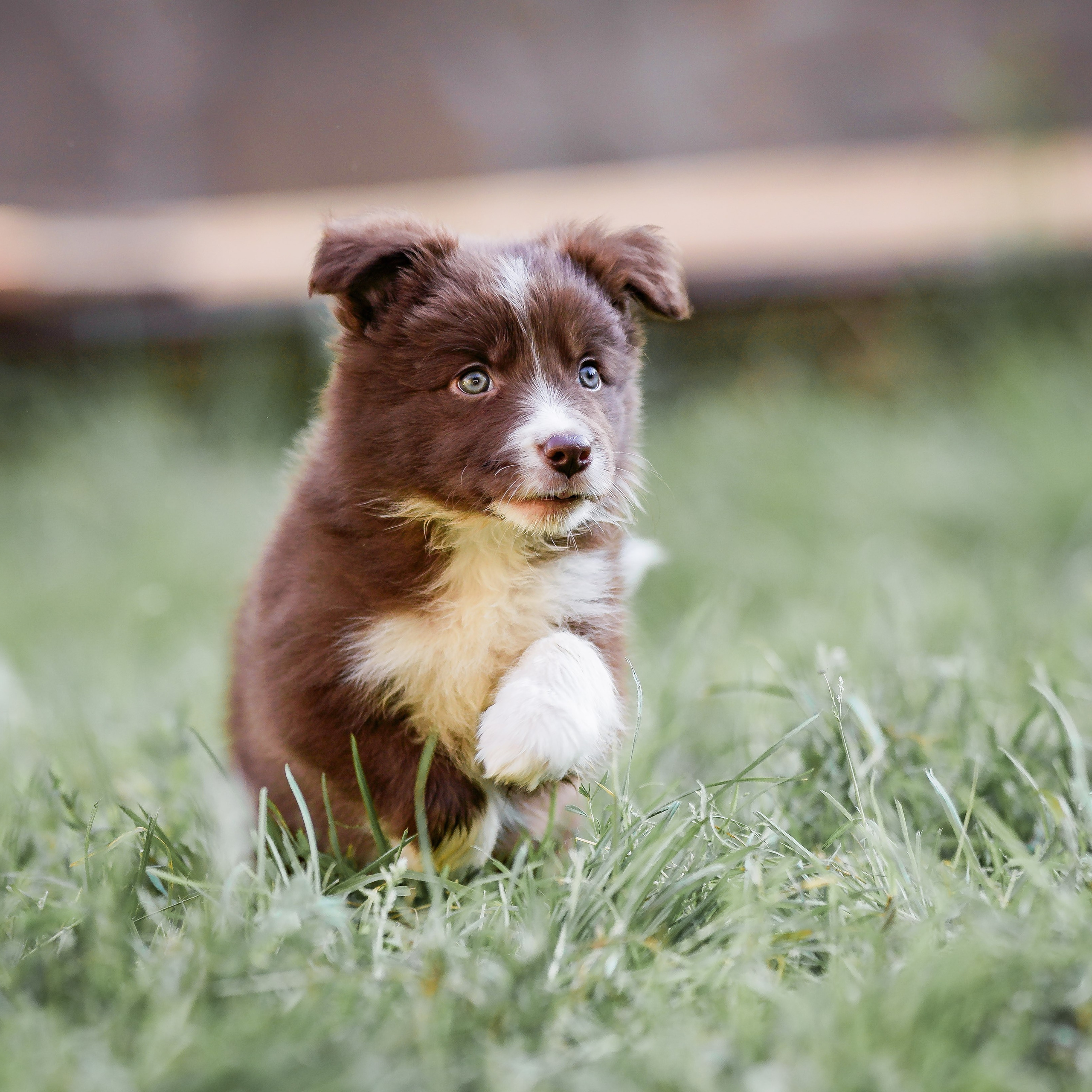 Фритсвит. Семейный фотограф Ефремова Виктория