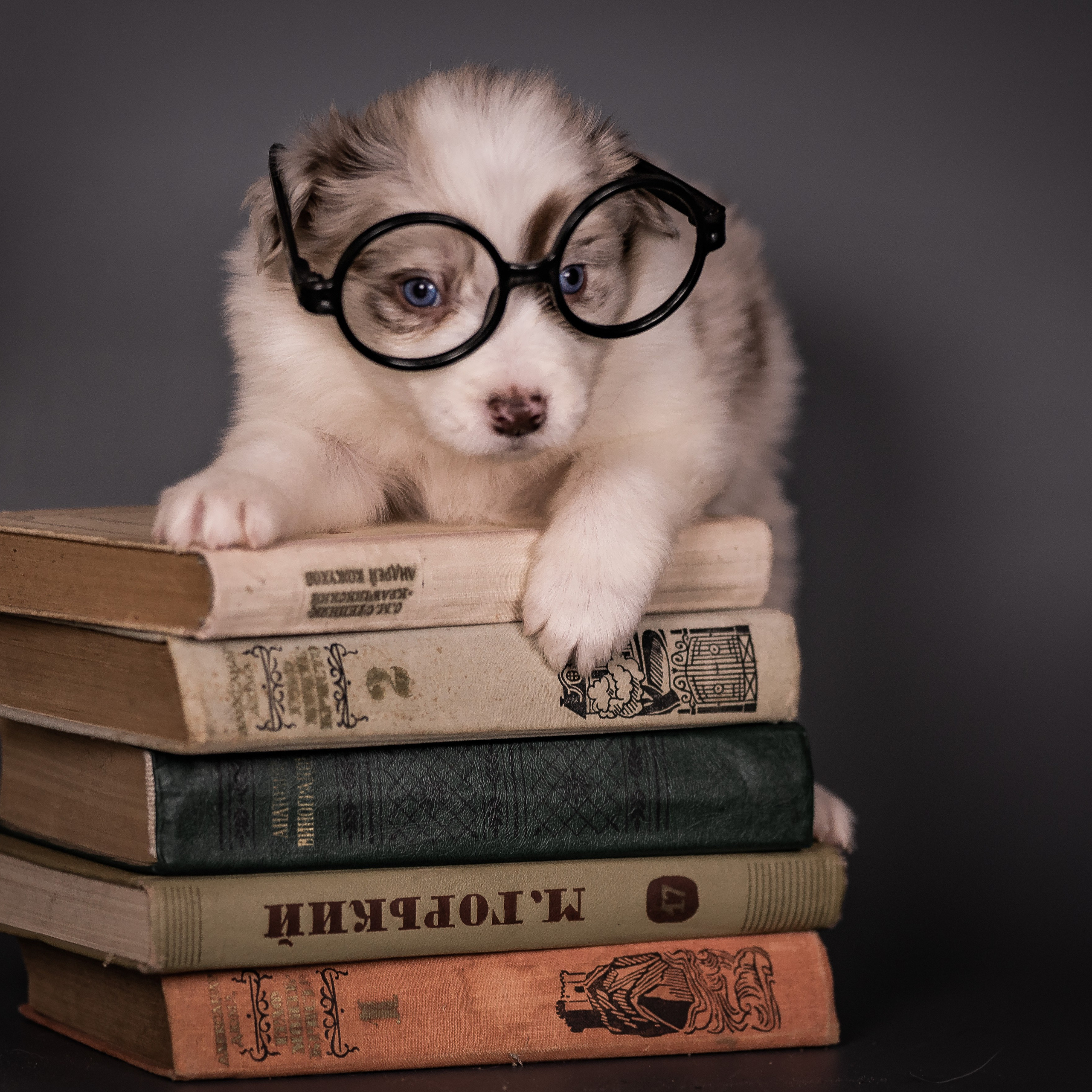 Фритсвит. Семейный фотограф Ефремова Виктория