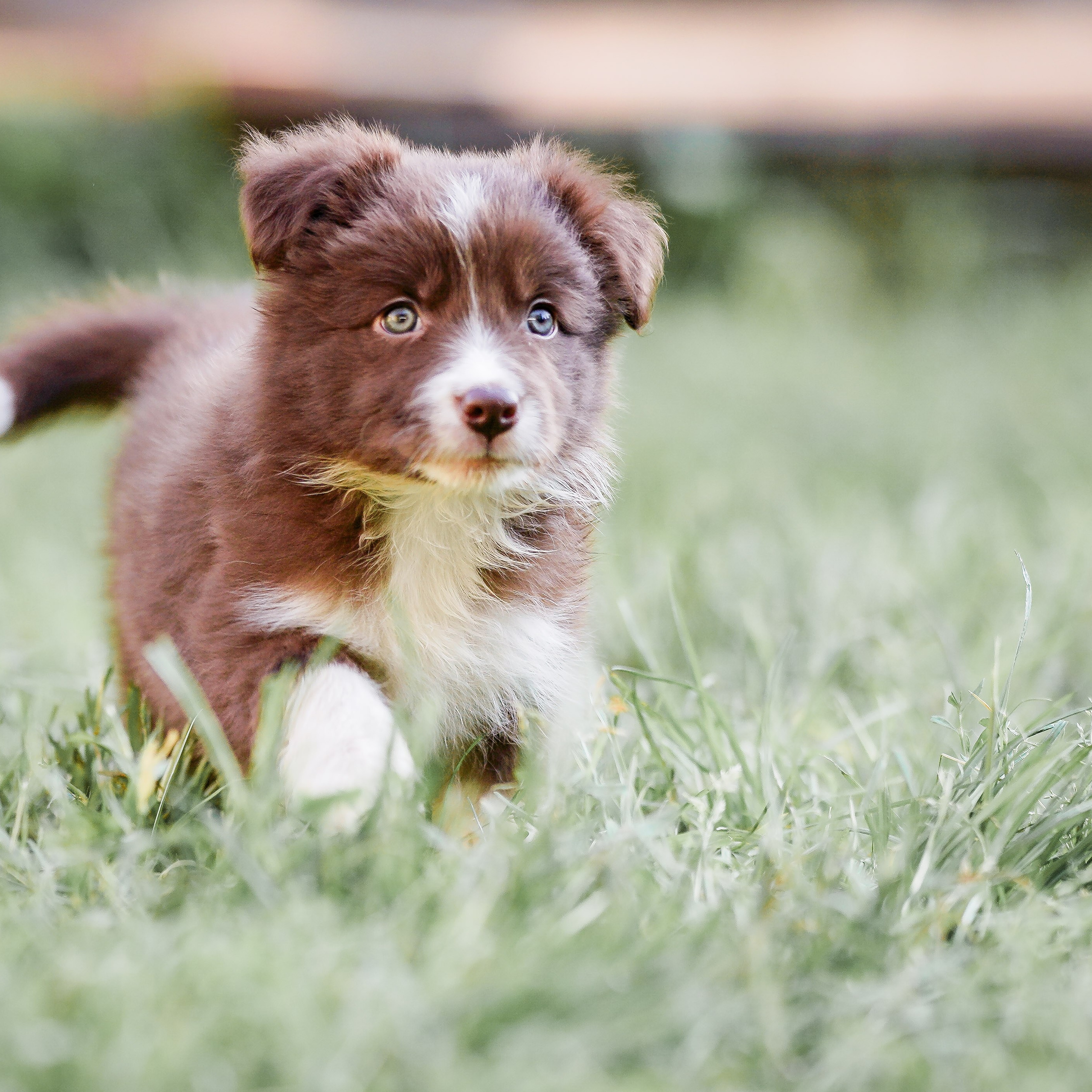 Фритсвит. Семейный фотограф Ефремова Виктория