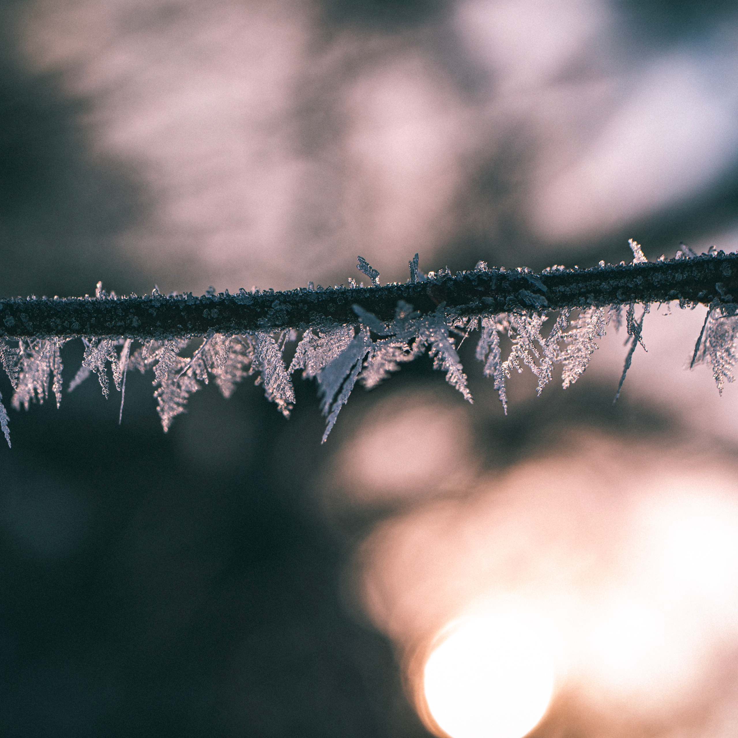 Winter Leaves/Листья Зимы №2