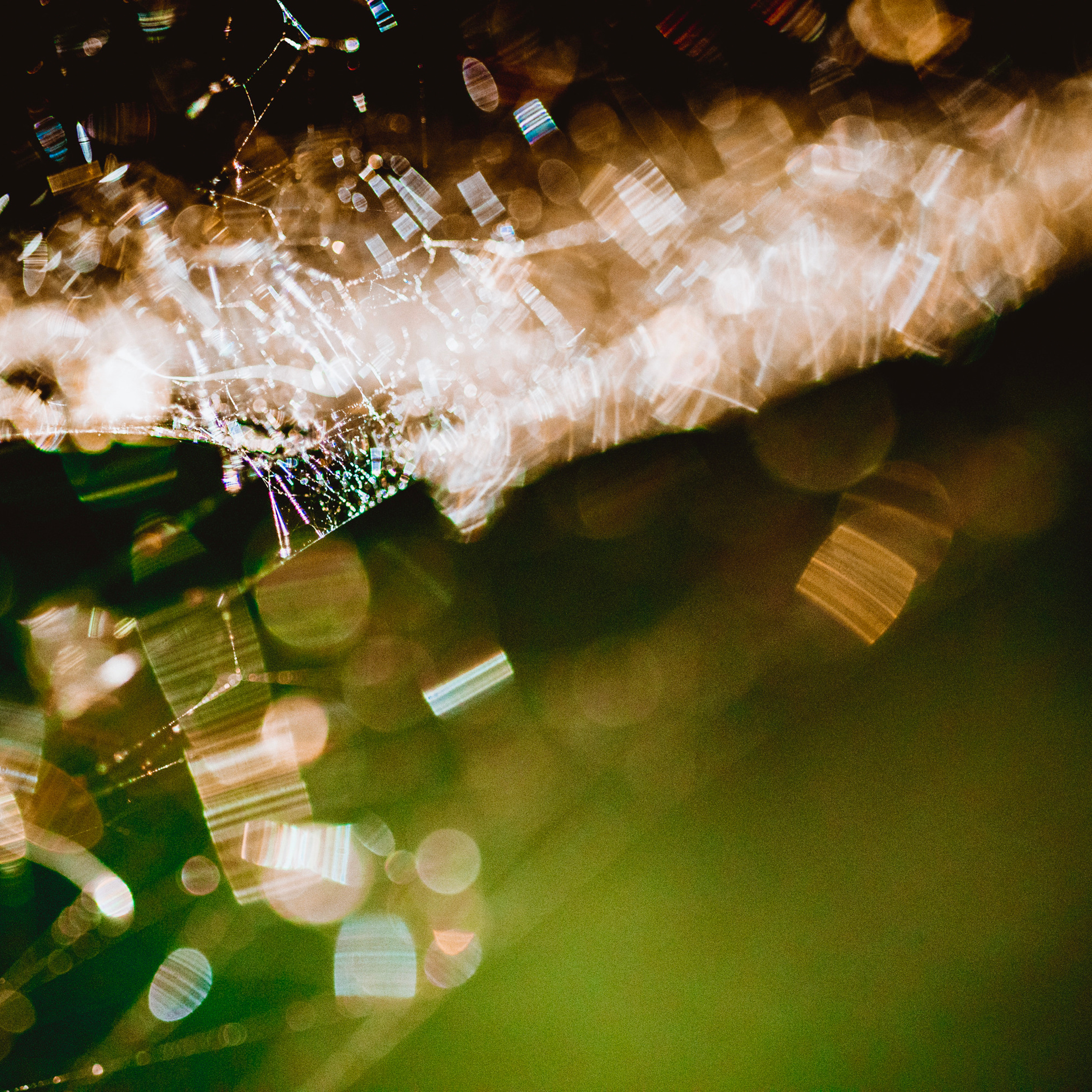 Паутина паука в глухом зеленом лесу освещённой золотыми лучами солнца 