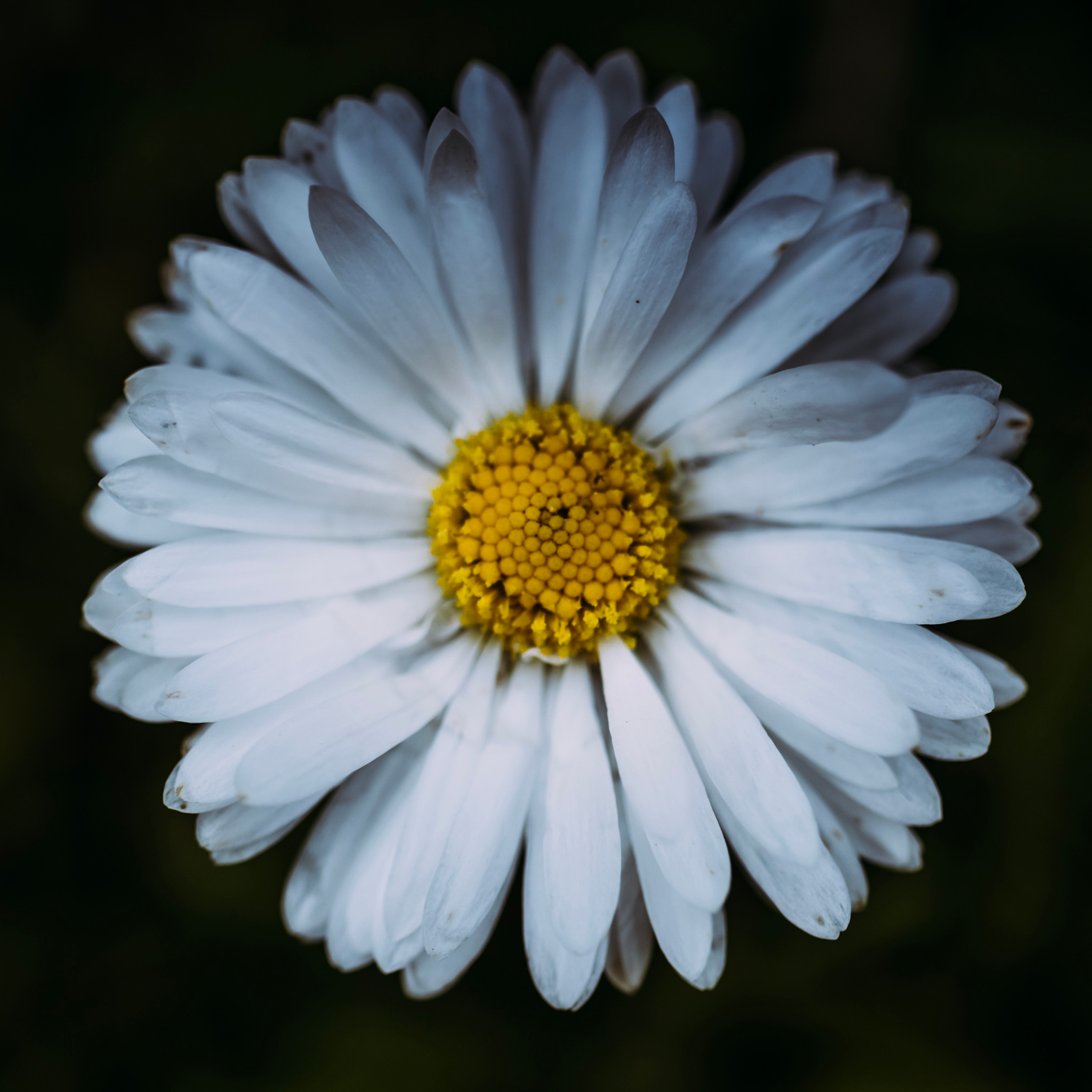 Matricaria/Ромашка №2