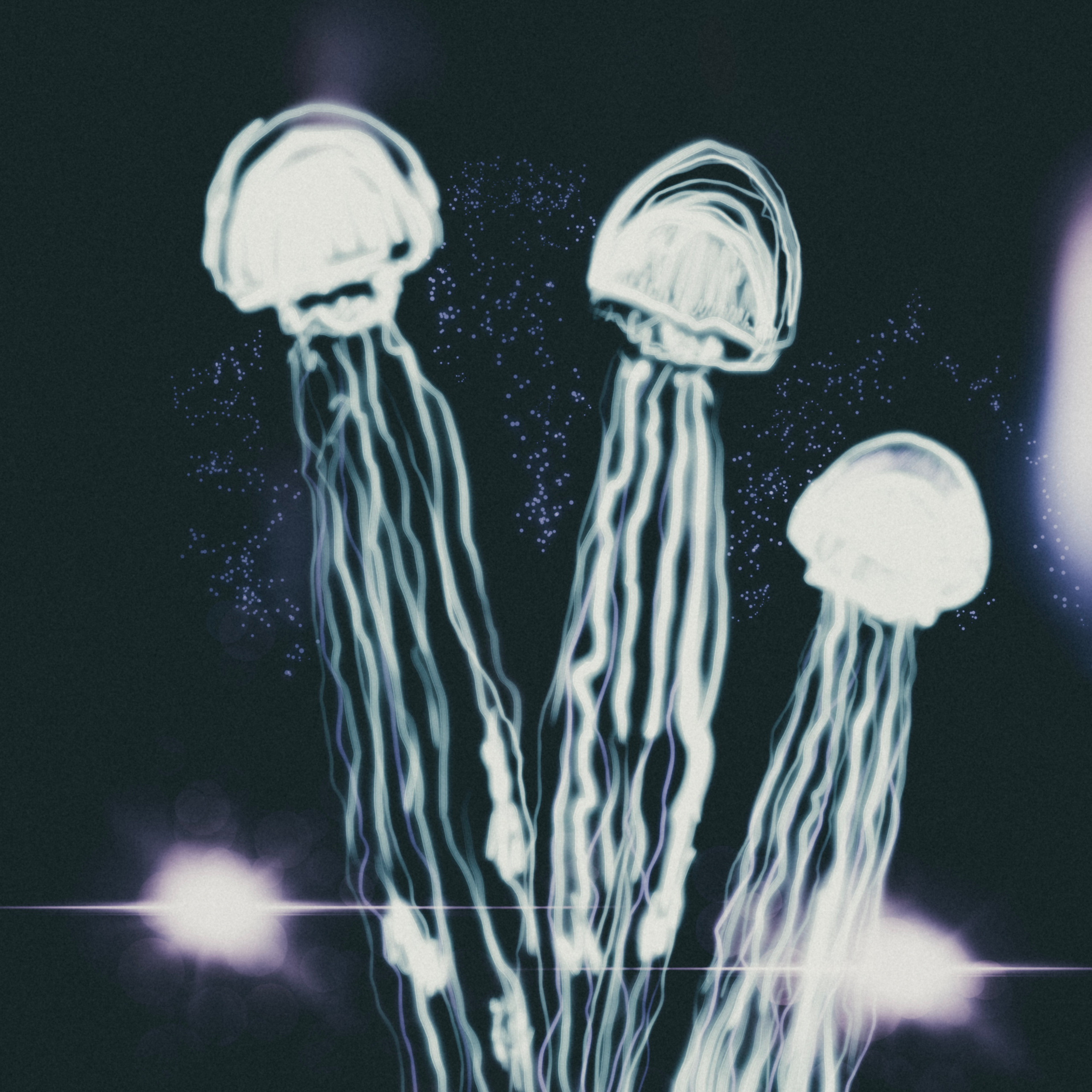 Медузы/Jellyfish