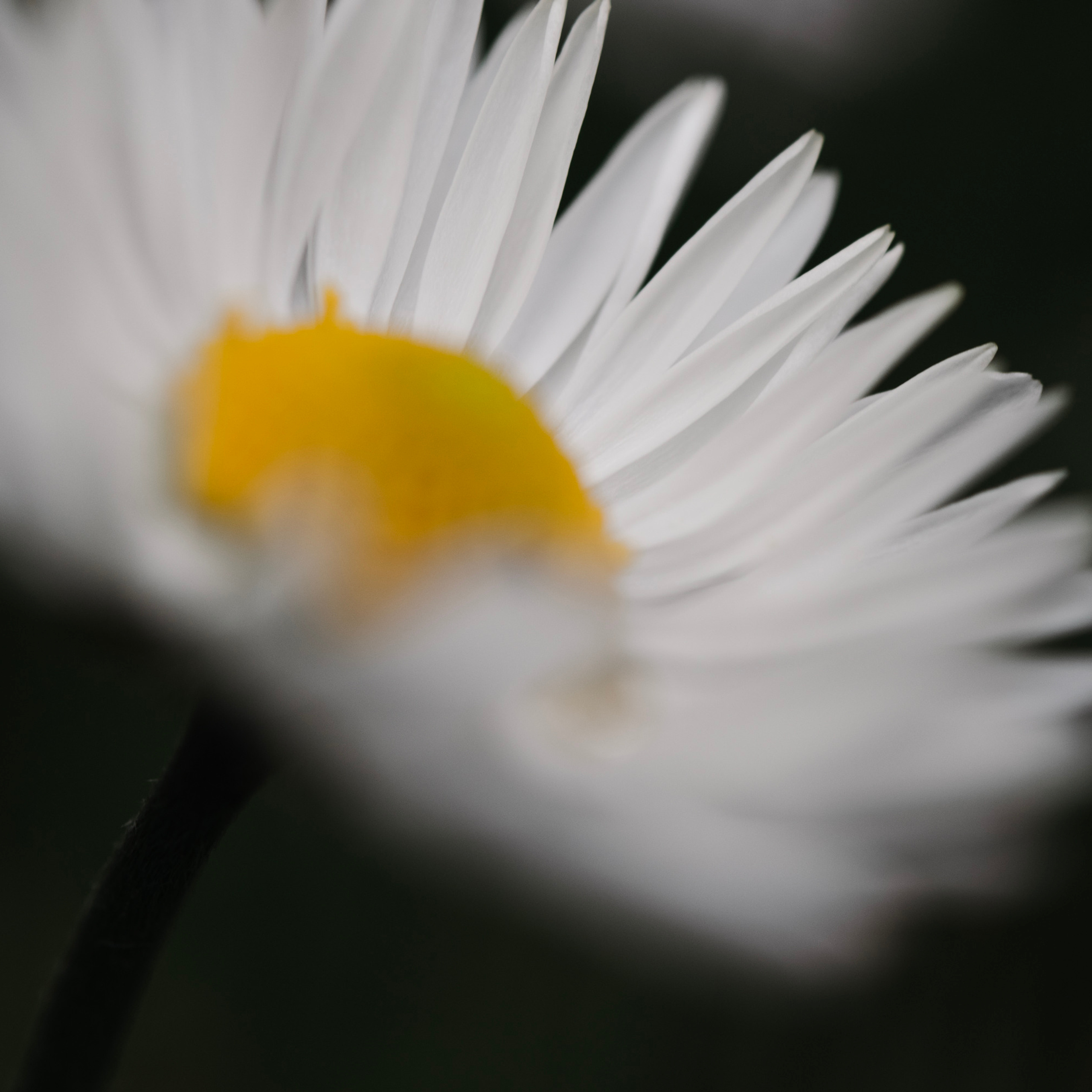 Matricaria/Ромашка №1