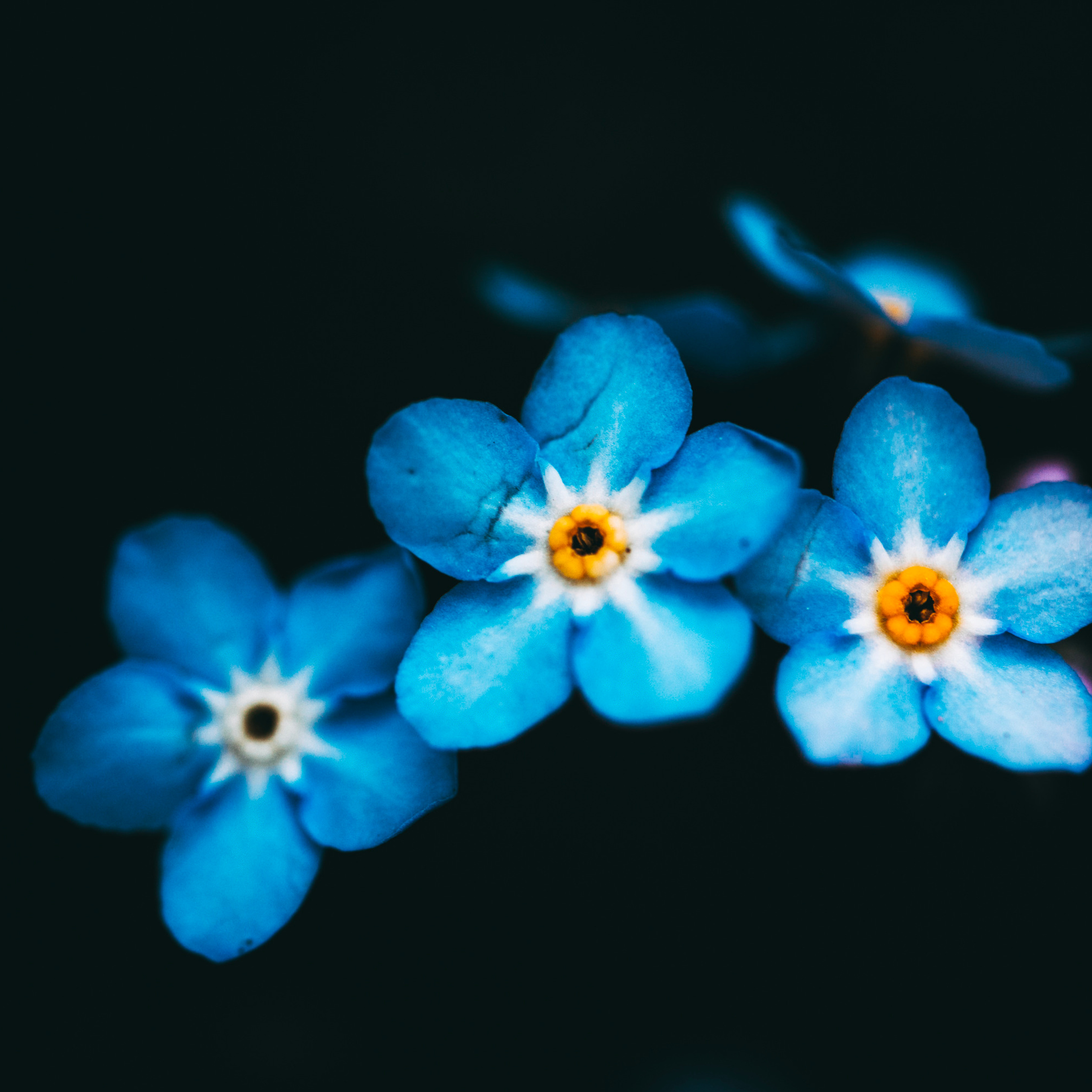 Незабудки/Myosotis №1