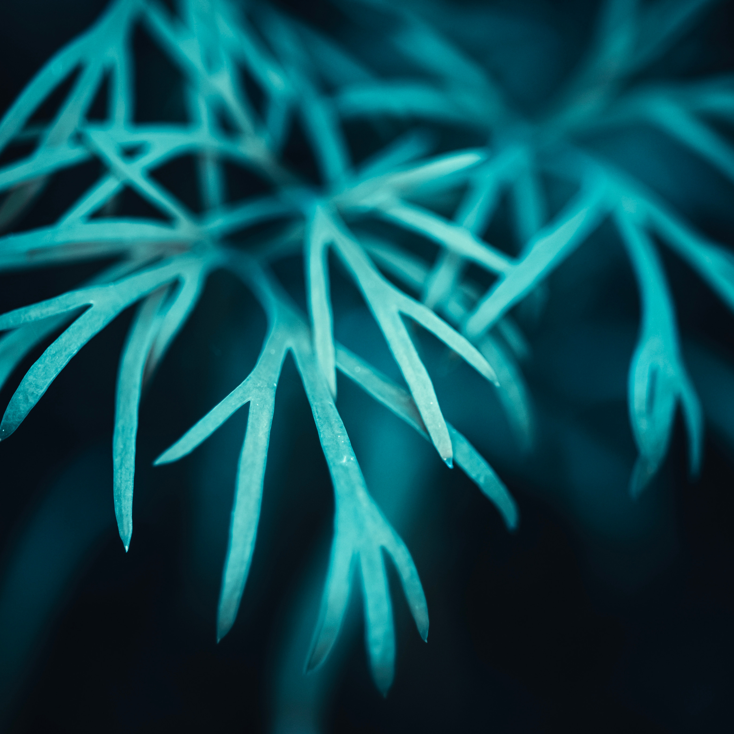 Огородный укроп 