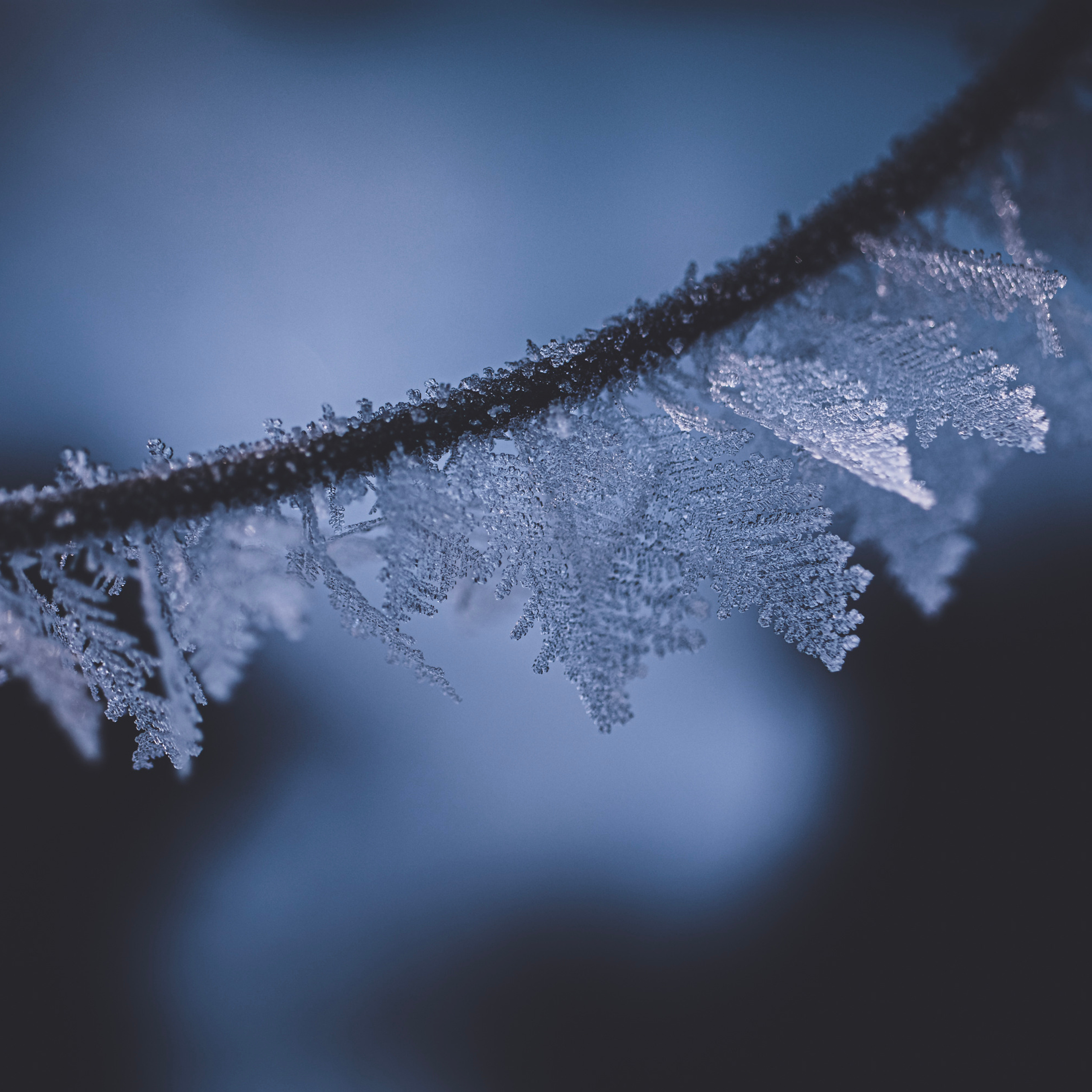 Winter Leaves/Листья Зимы №1