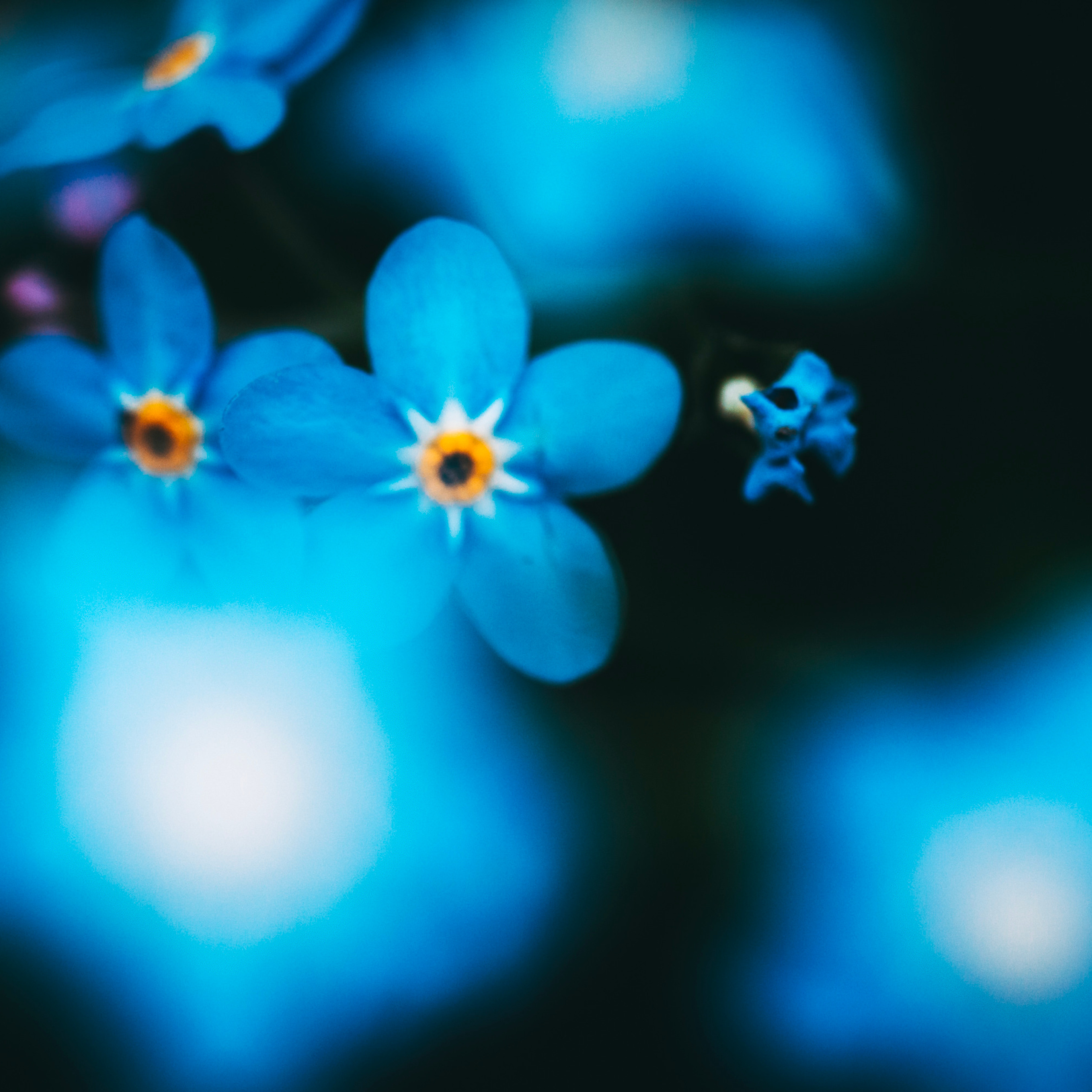 Незабудки/Myosotis №2