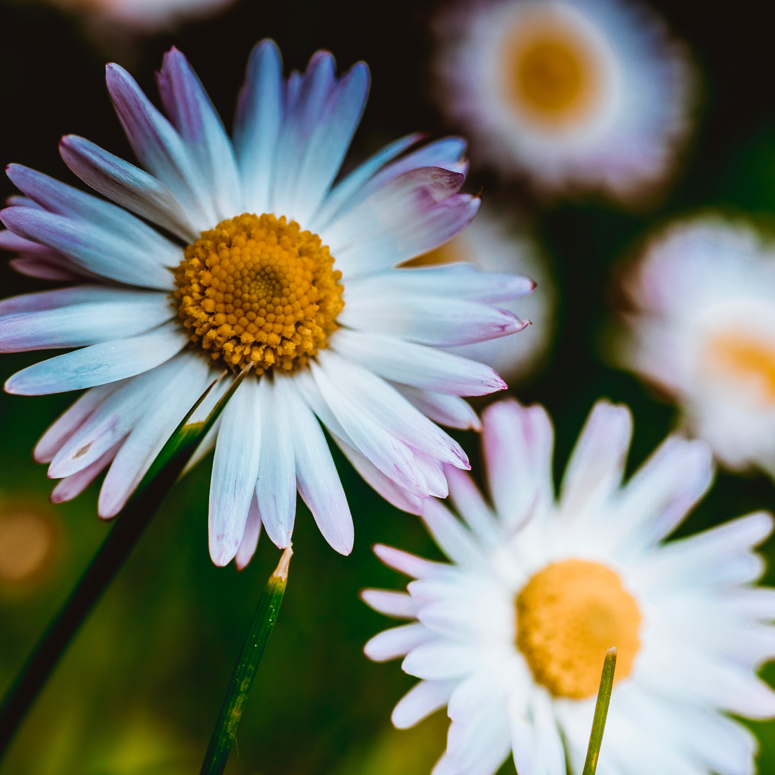 Matricaria/Ромашка №3