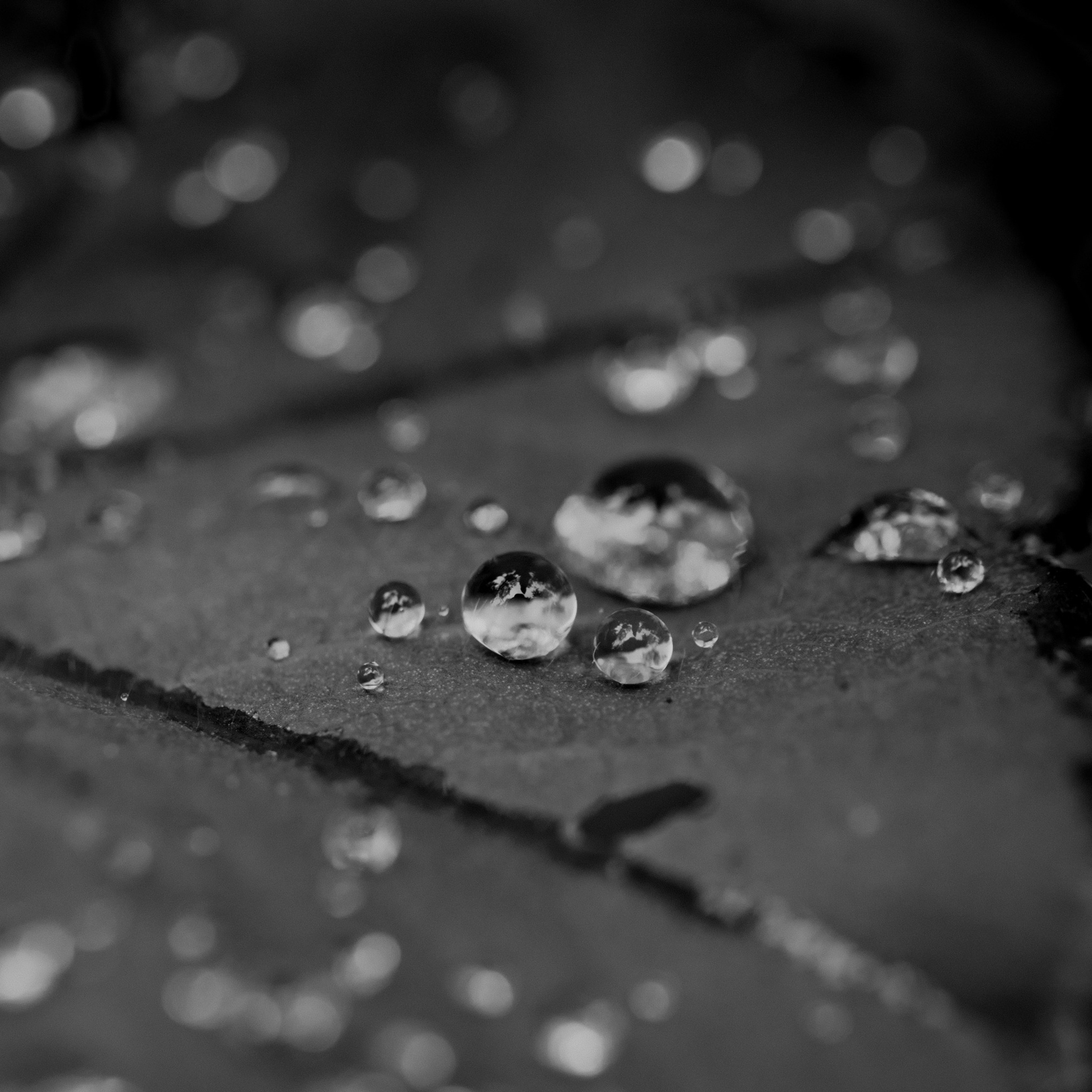 Капли на листе после дождя