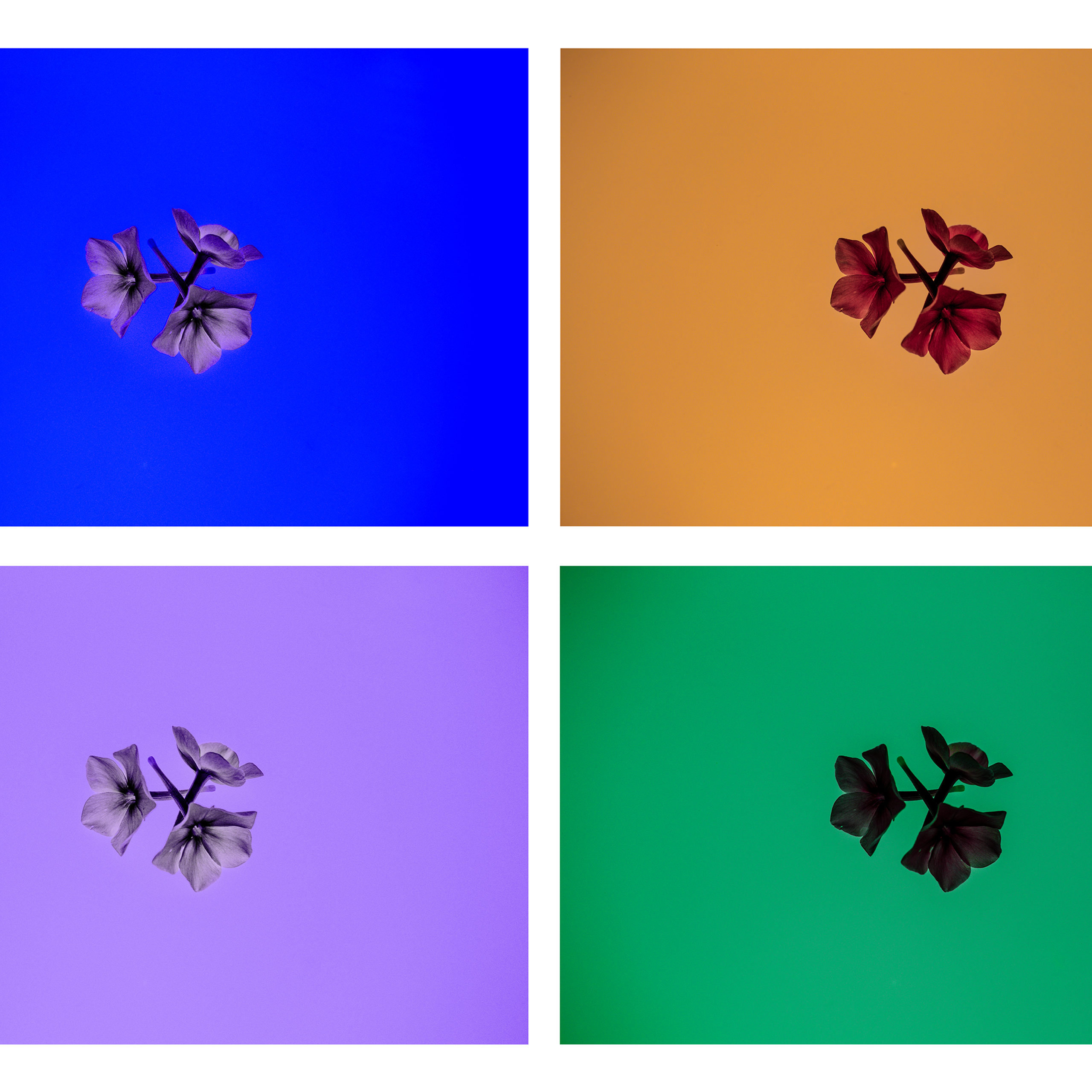 Flowers, colors and birds in the forest