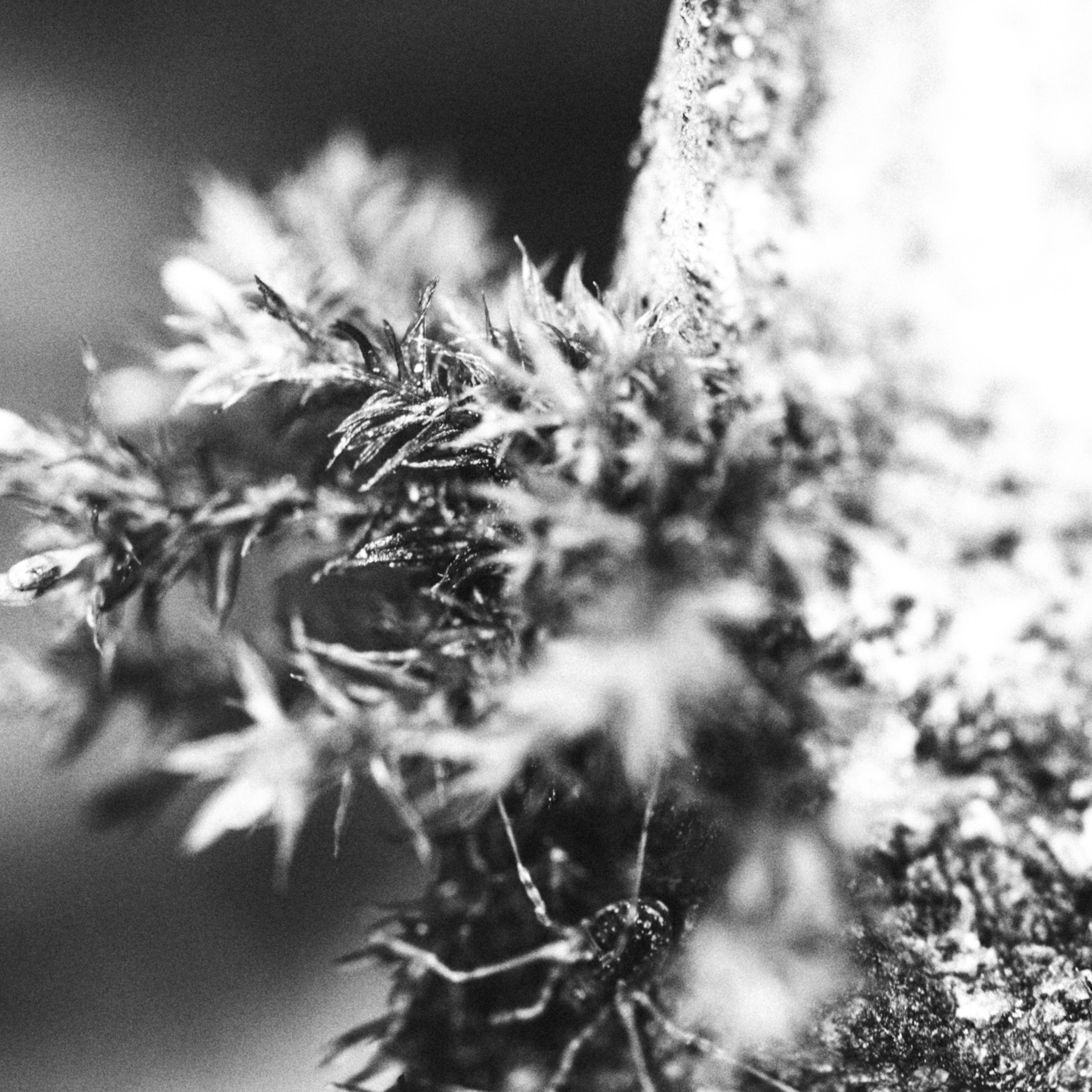 Паук ползающий по дереву в лесу