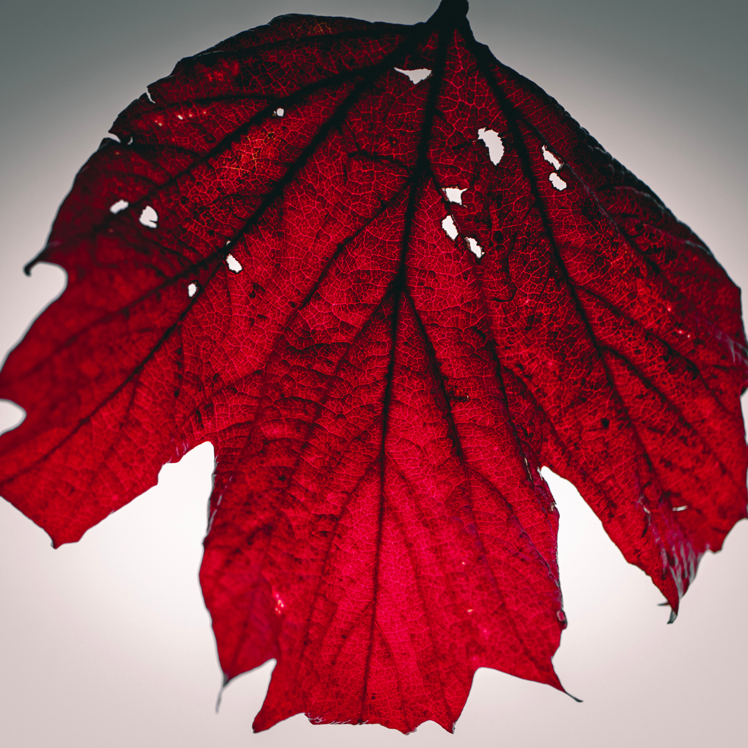 Осень/Autumn №1