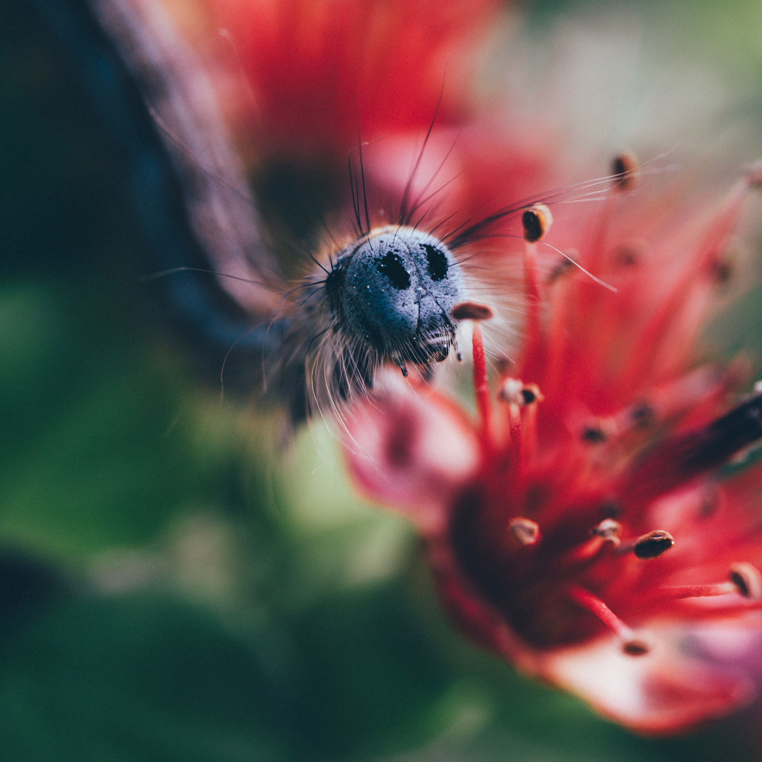 Гусеница Caterpillar сидящая на цветке лимонника 