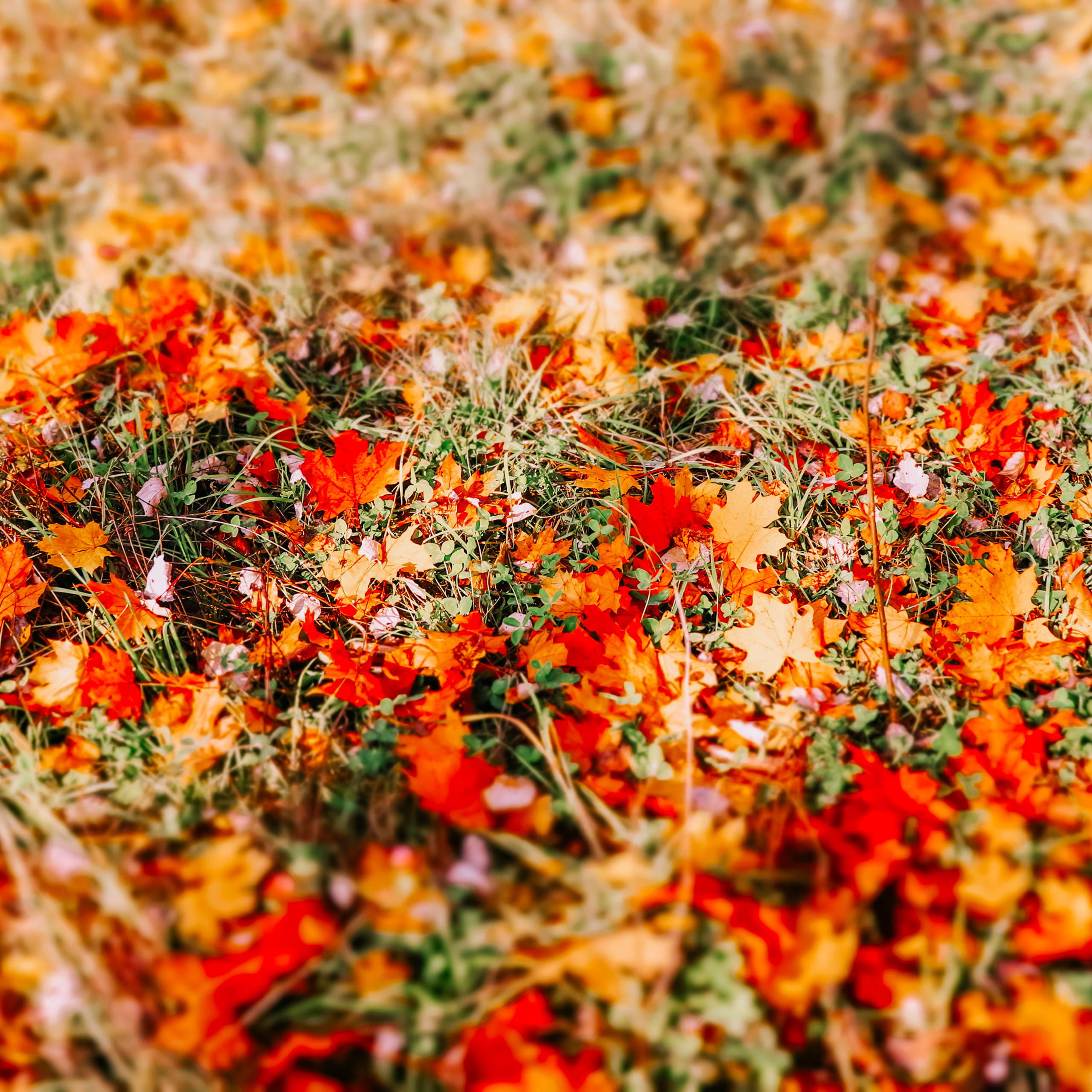 Осень/Autumn №2