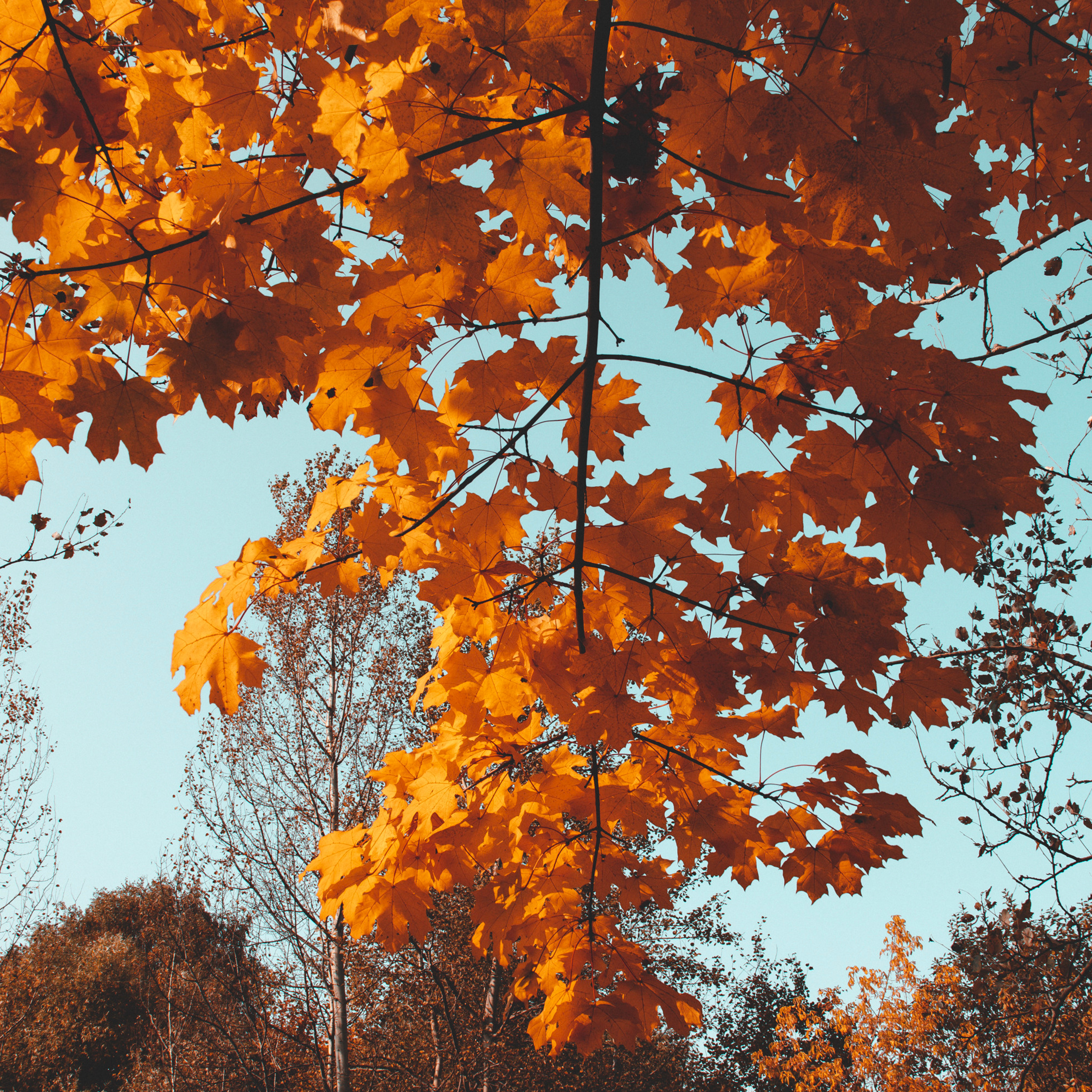 Осень/Autumn №3