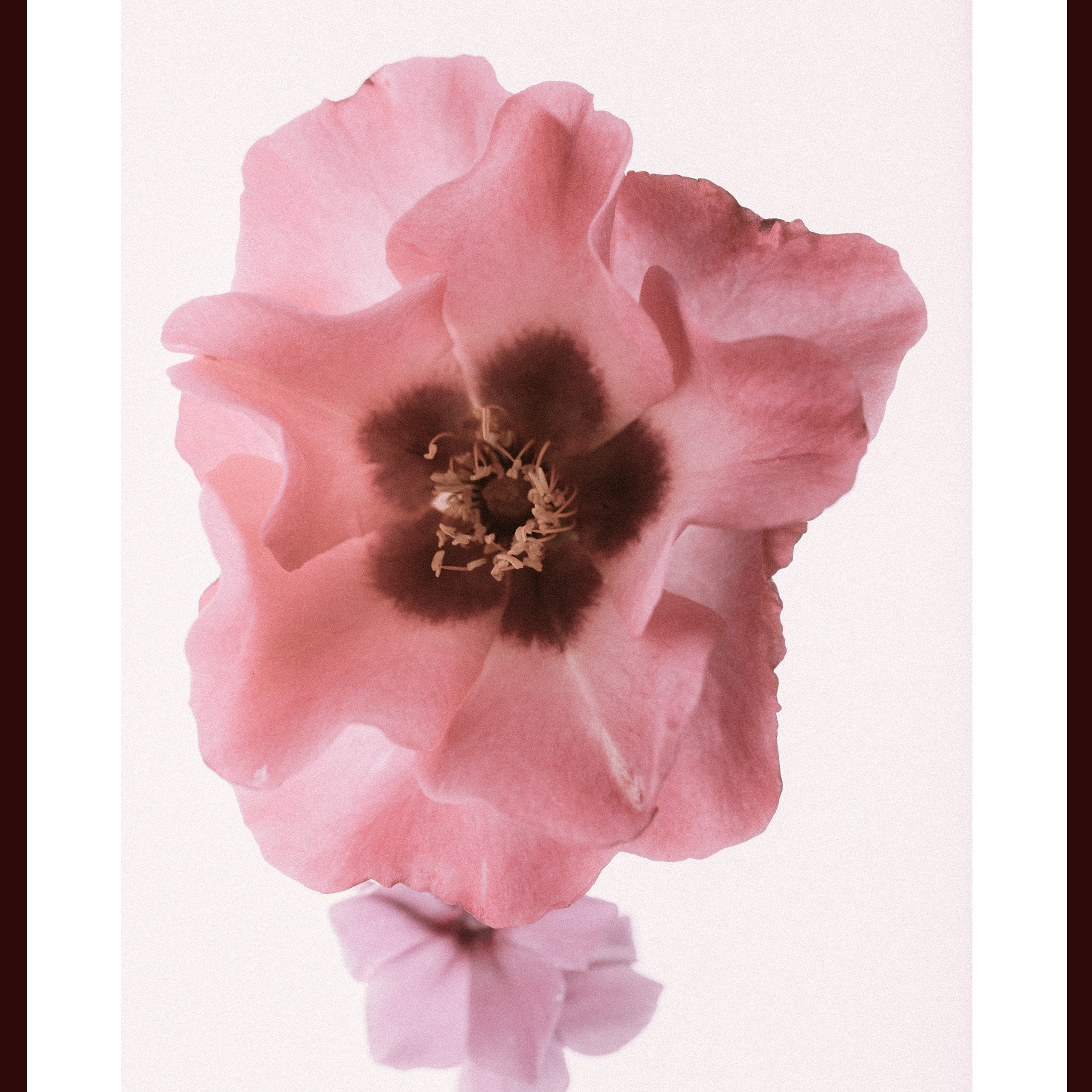 Rosa Persica